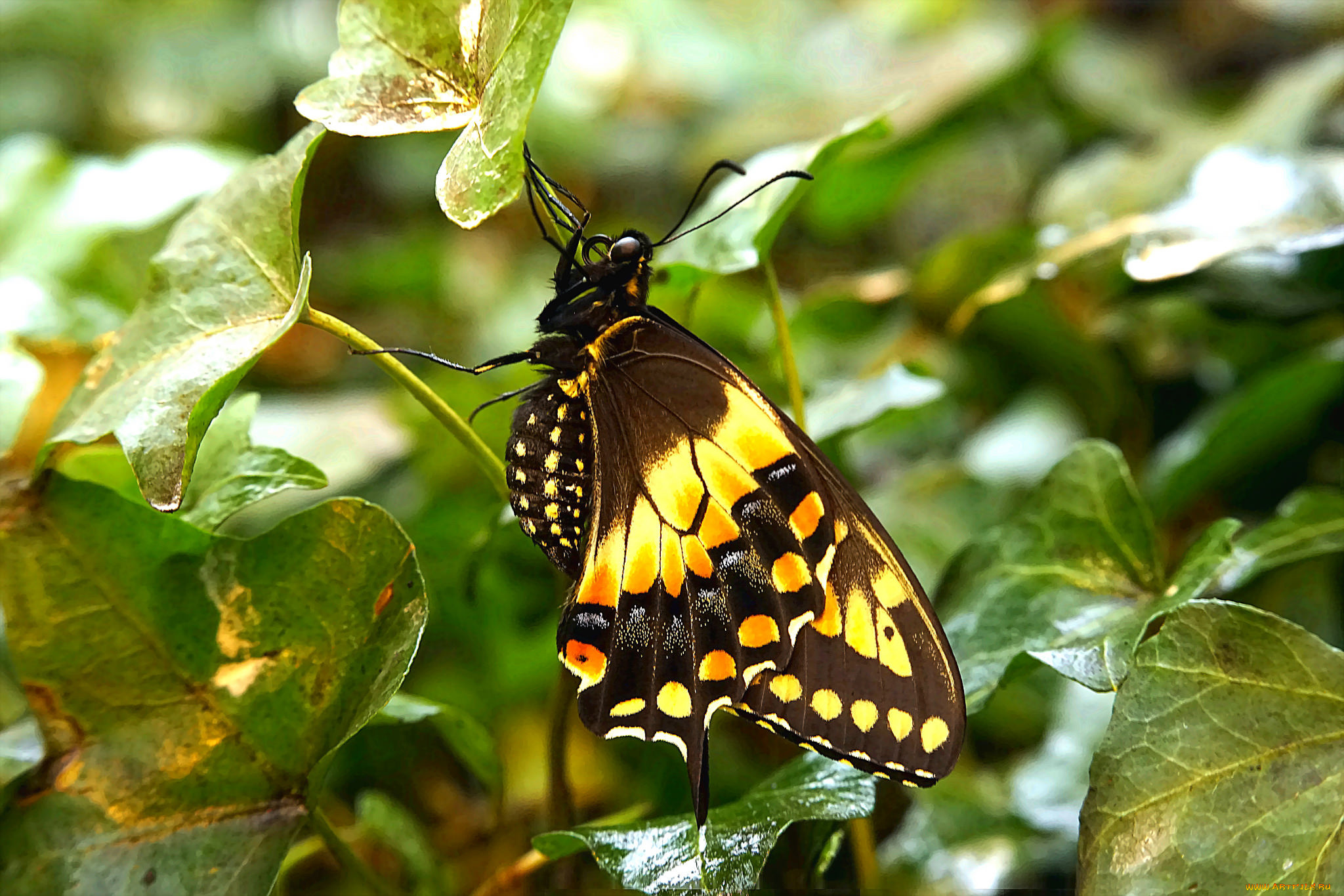 животные, бабочки, , мотыльки, , моли, бабочка