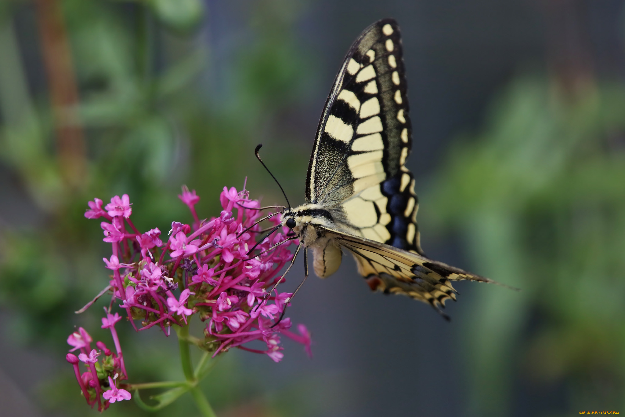 животные, бабочки, , мотыльки, , моли, бабочка