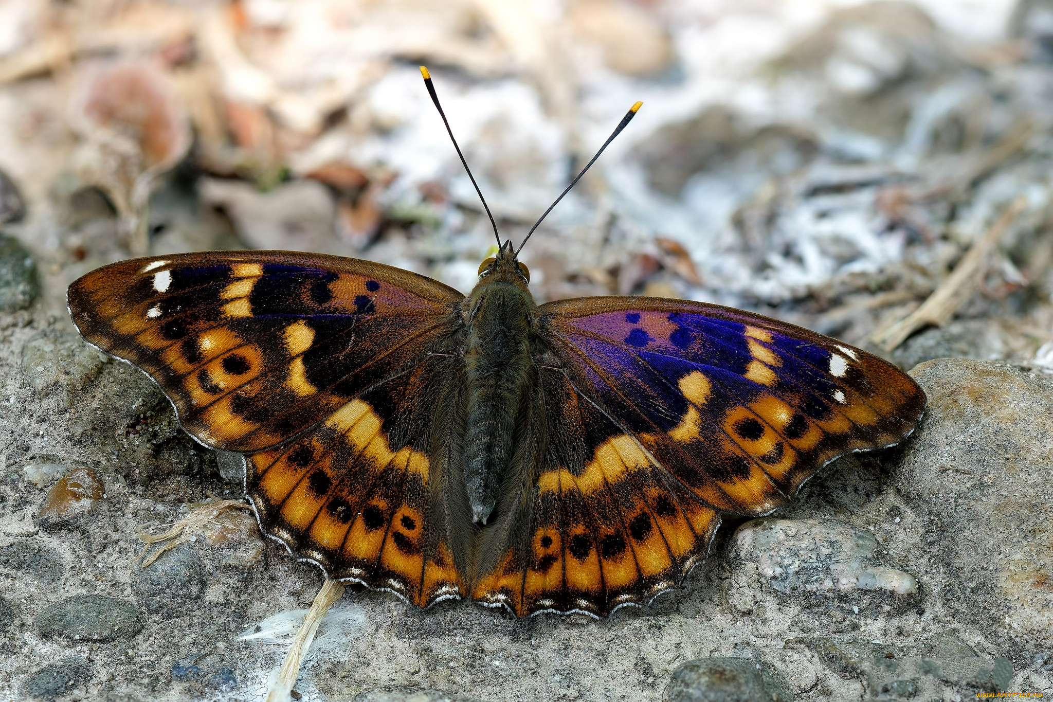 животные, бабочки, , мотыльки, , моли, бабочка