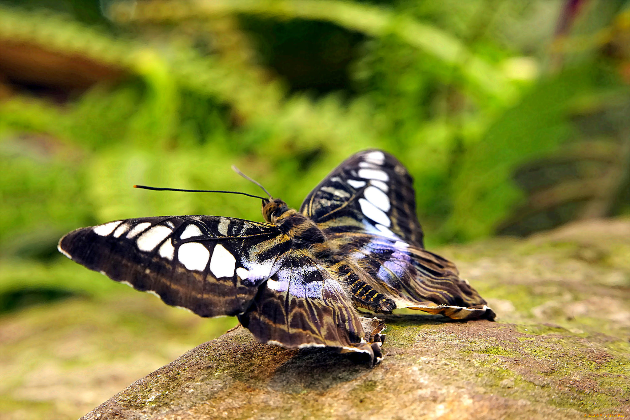 животные, бабочки, , мотыльки, , моли, бабочка