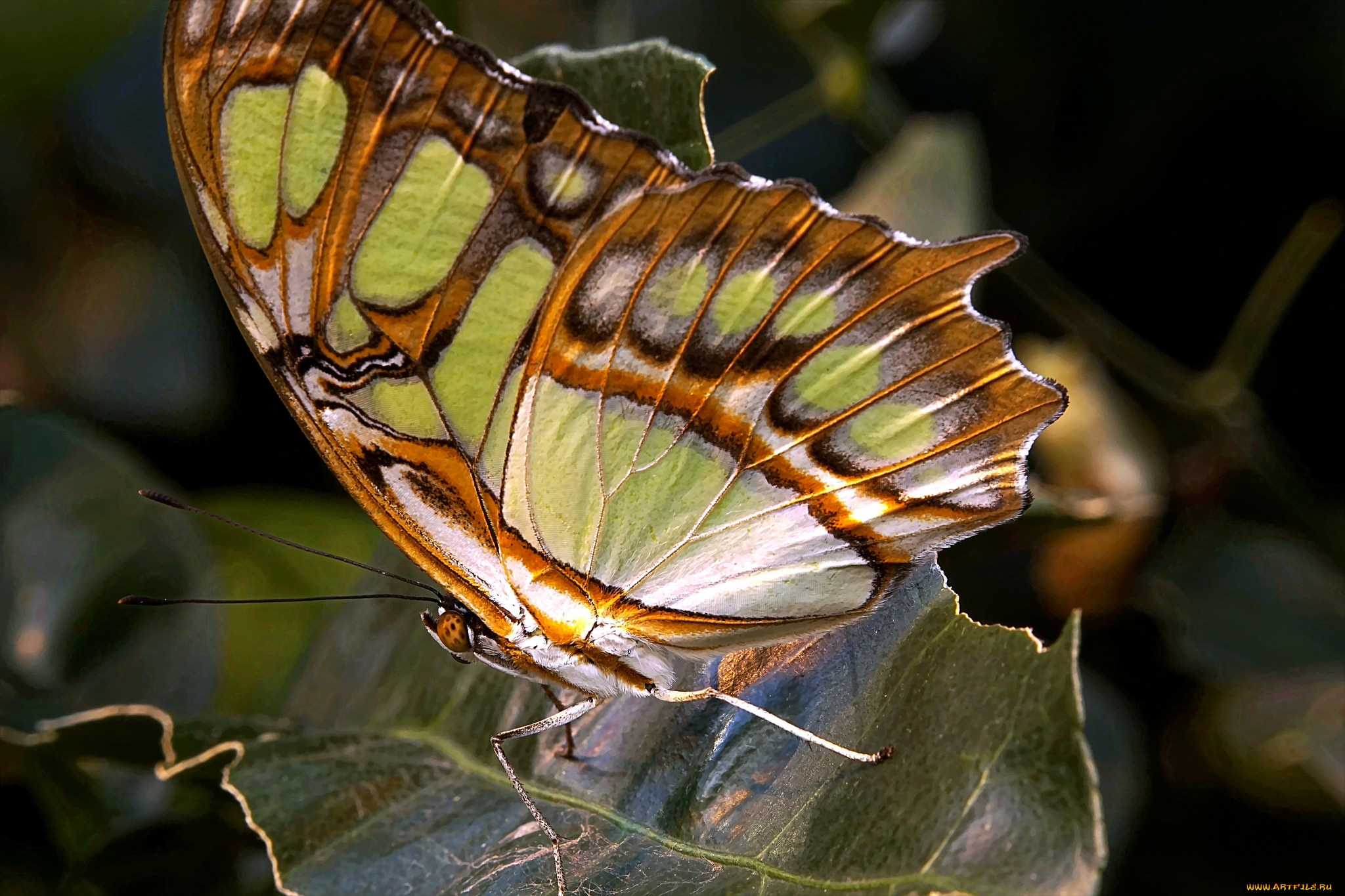 животные, бабочки, , мотыльки, , моли, бабочка