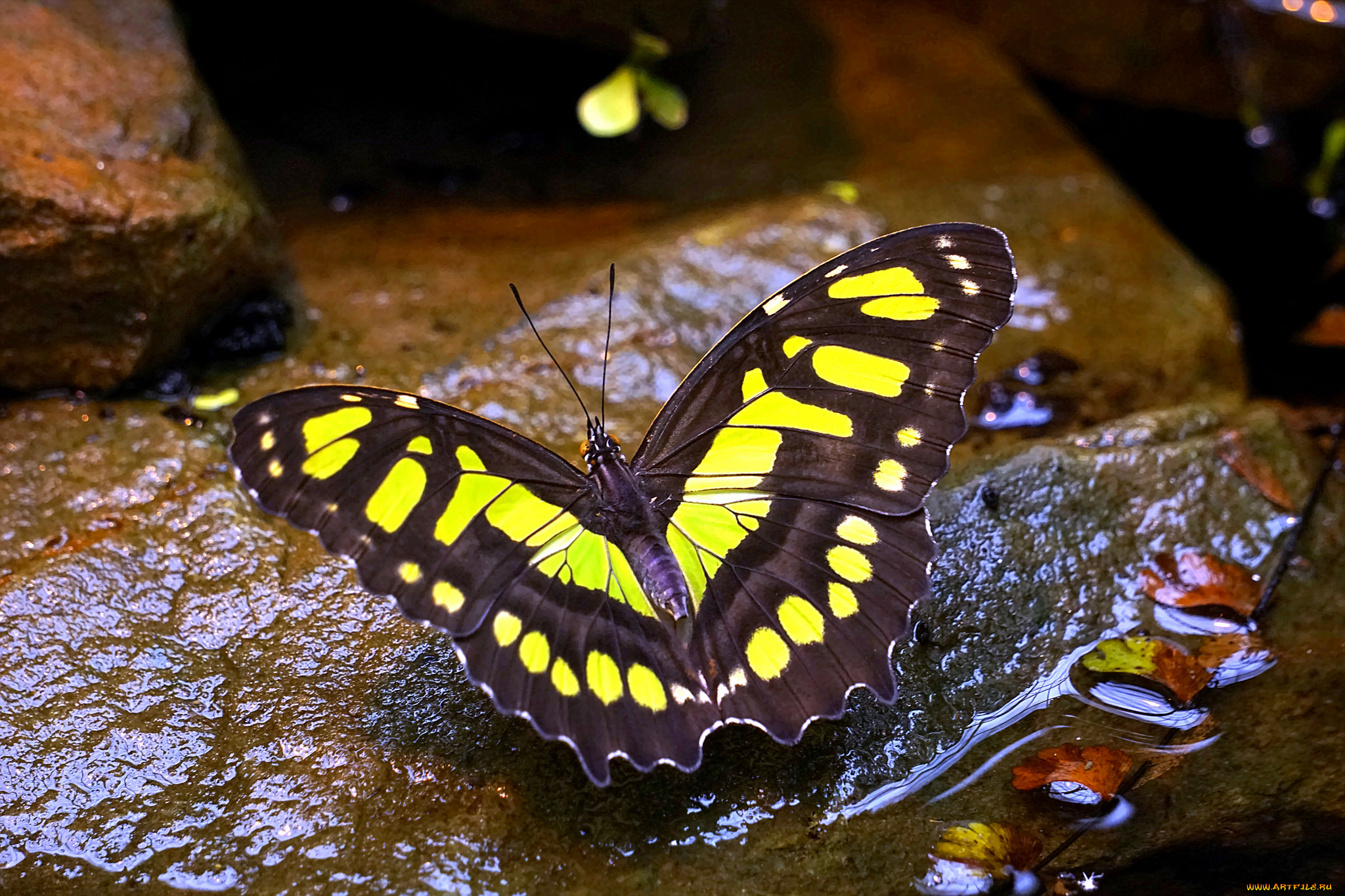 животные, бабочки, , мотыльки, , моли, бабочка