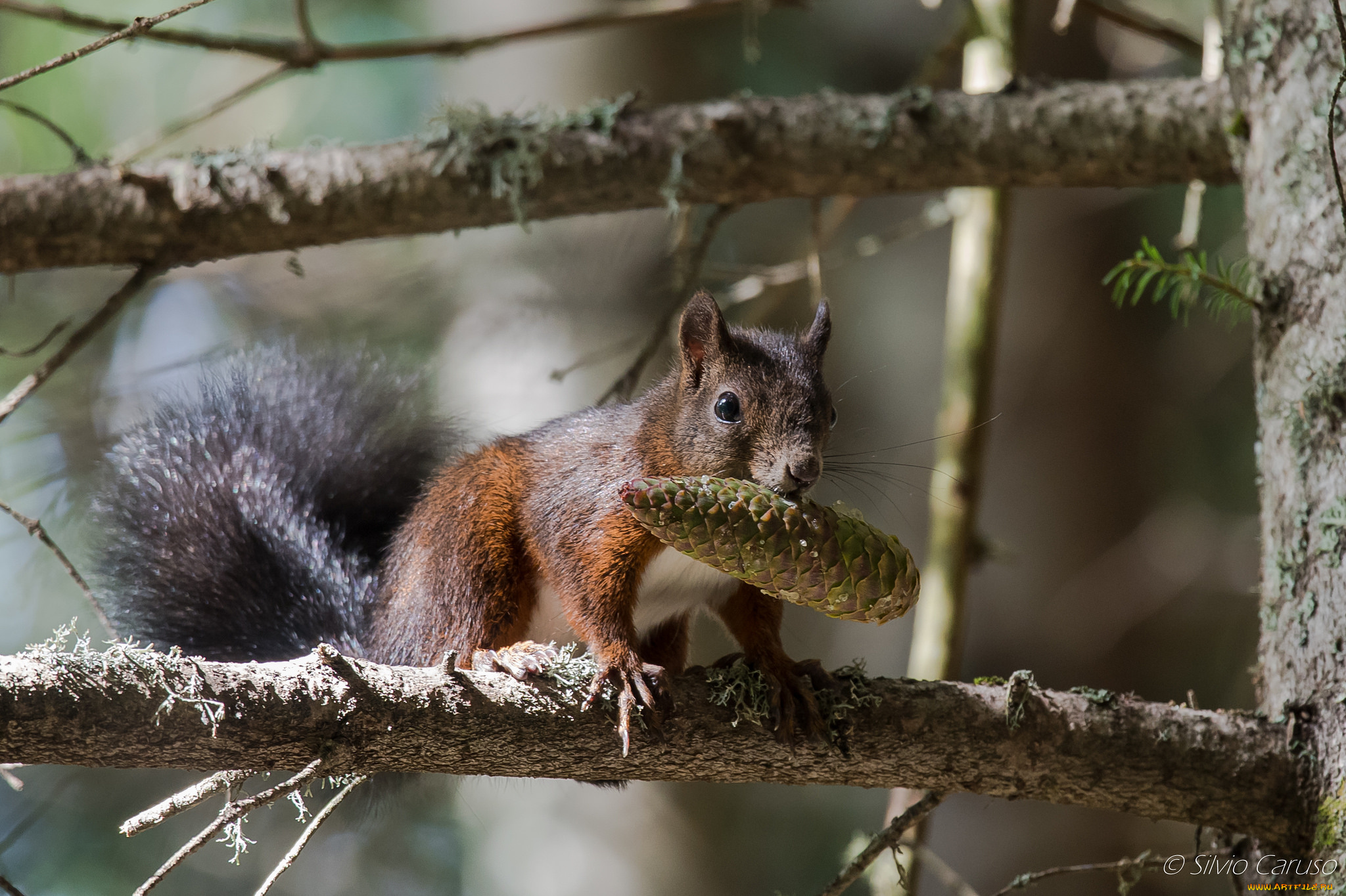 животные, белки, ушка, белка, милашка, хвостик, лапки