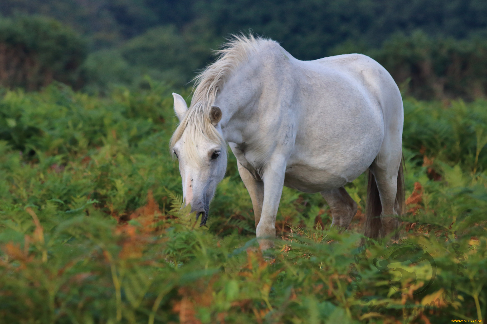животные, лошади, большая, лошадь, грива, окрас