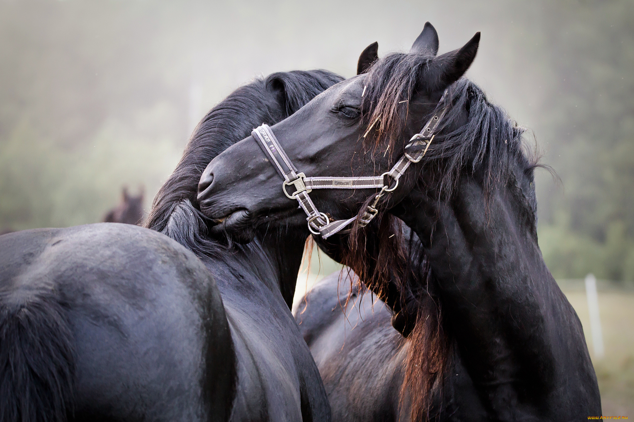 животные, лошади, шерсть, окрас, лошадь, грива