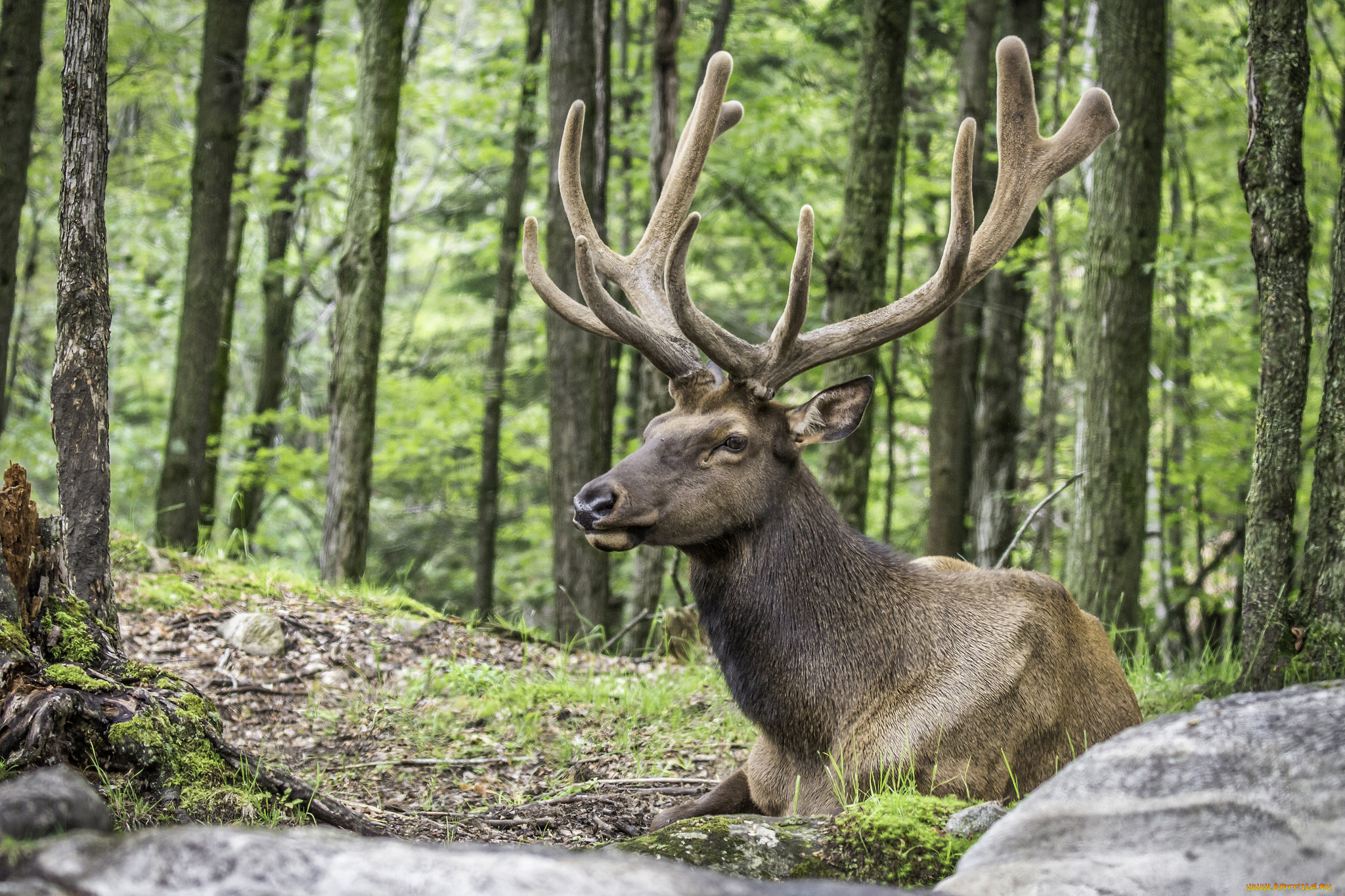 животные, олени, большой, рога, шерсть, окрас, олень