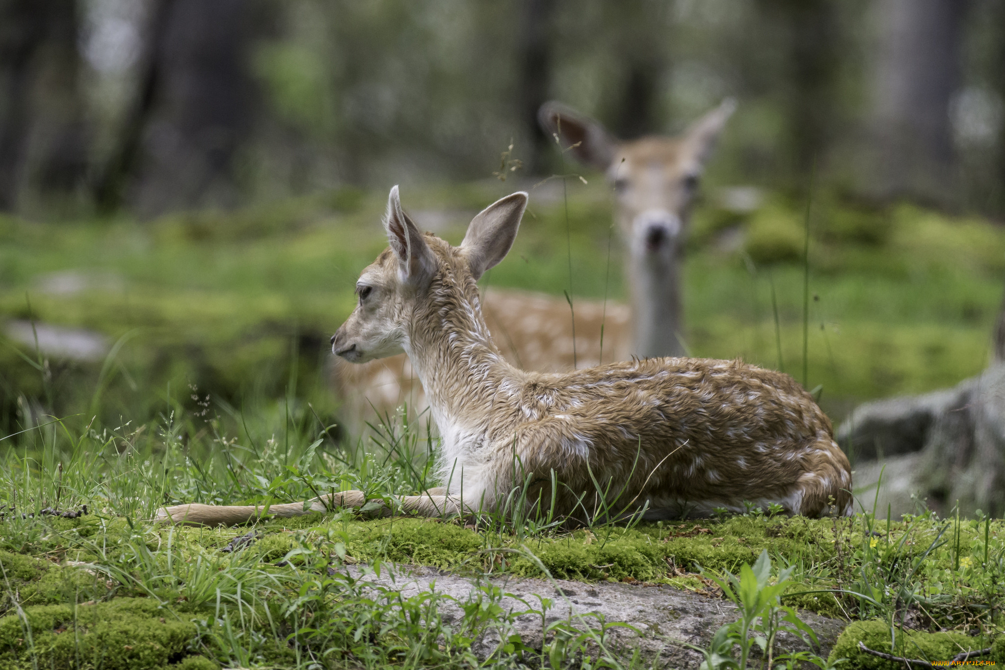 животные, олени, животное, природа, окрас, молодой, олень