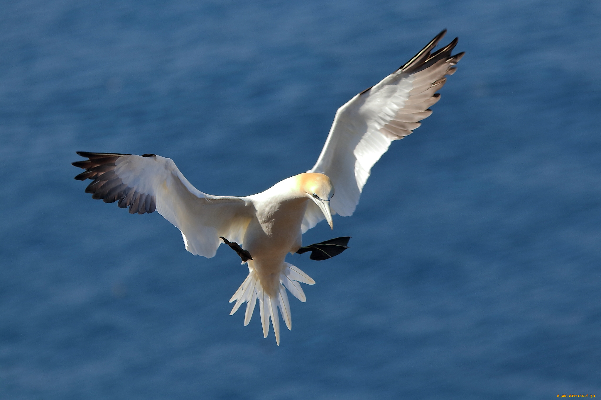 животные, олуши, белая, птица, олуша, клюв, лапки
