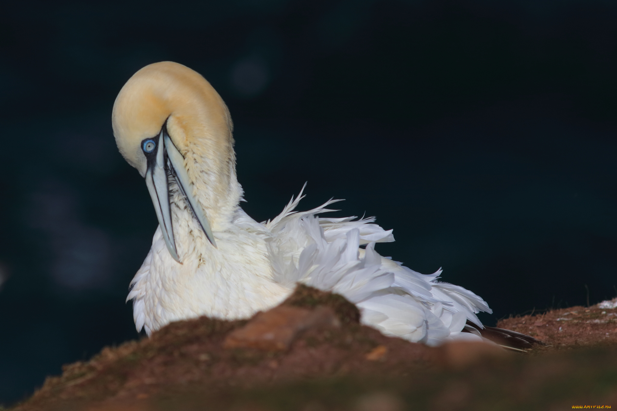 животные, олуши, олуша, клюв, птица, белая