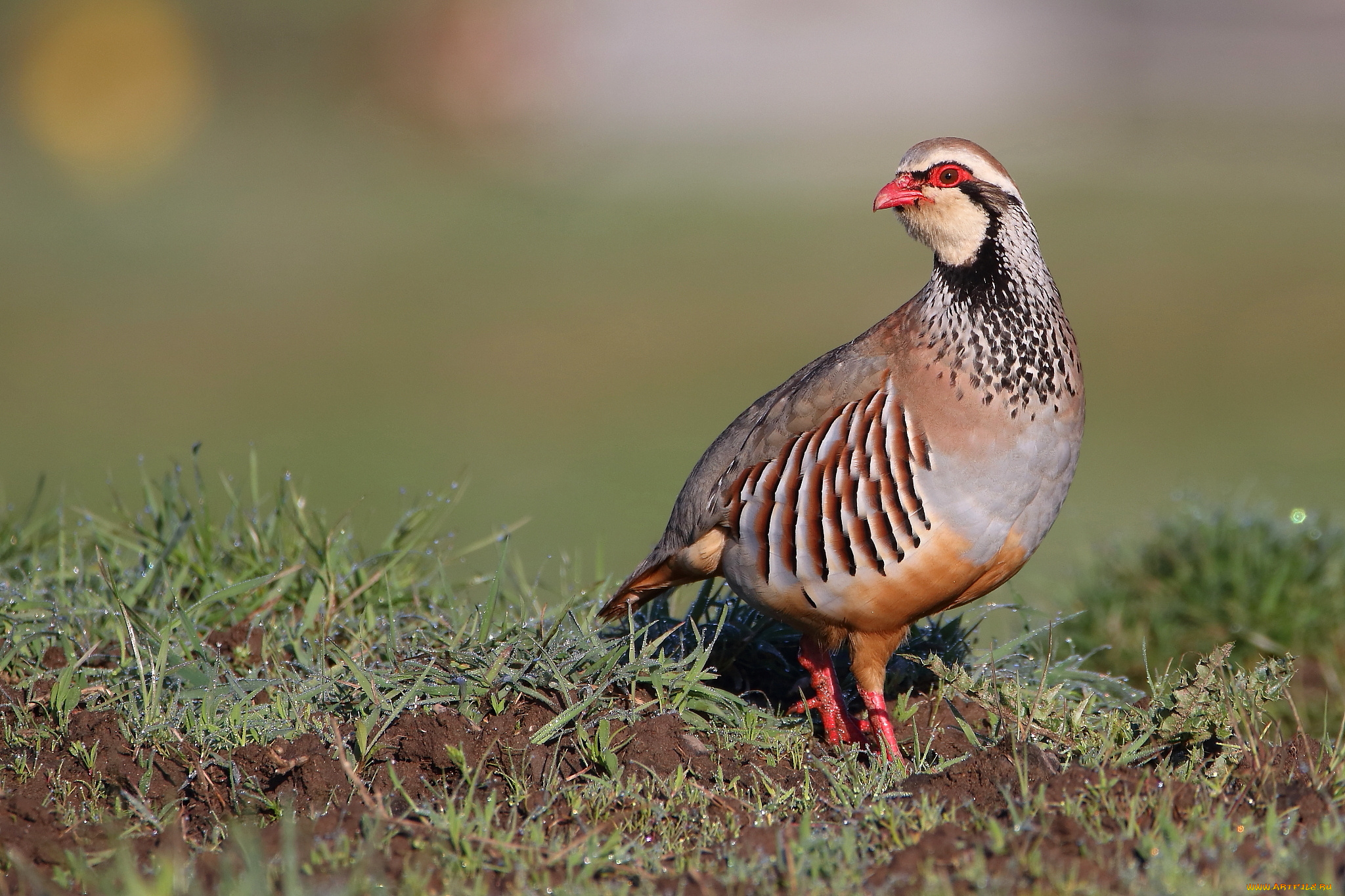 животные, птицы, окрас, птица, забавная, перья