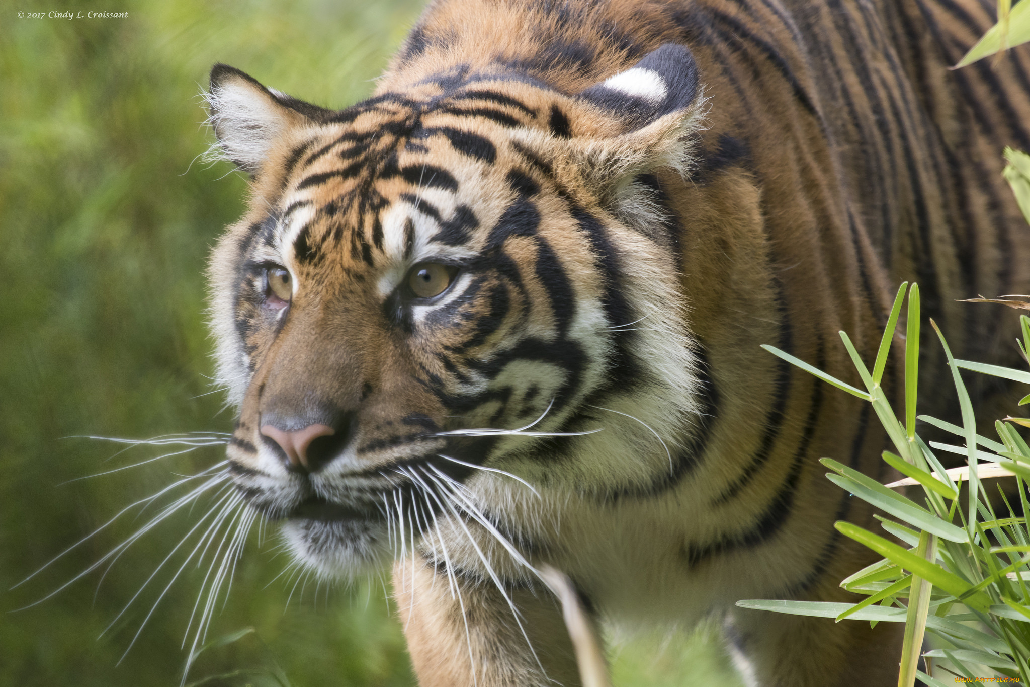 животные, тигры, котёнок, тигрёнок, взгляд, кошка, тигр, амурский, мох, камень