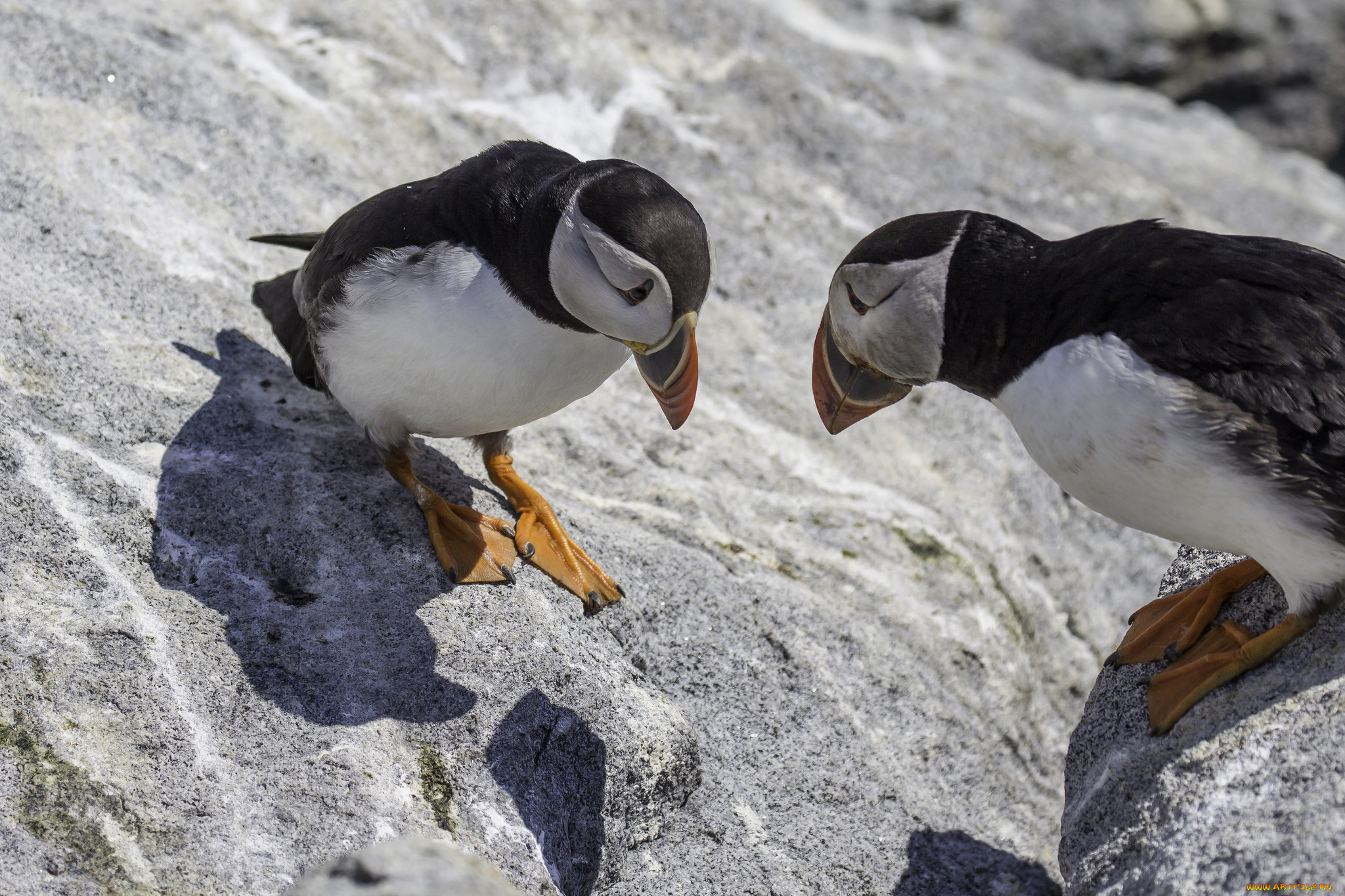 животные, тупики, тупик, птица, перья, окрас