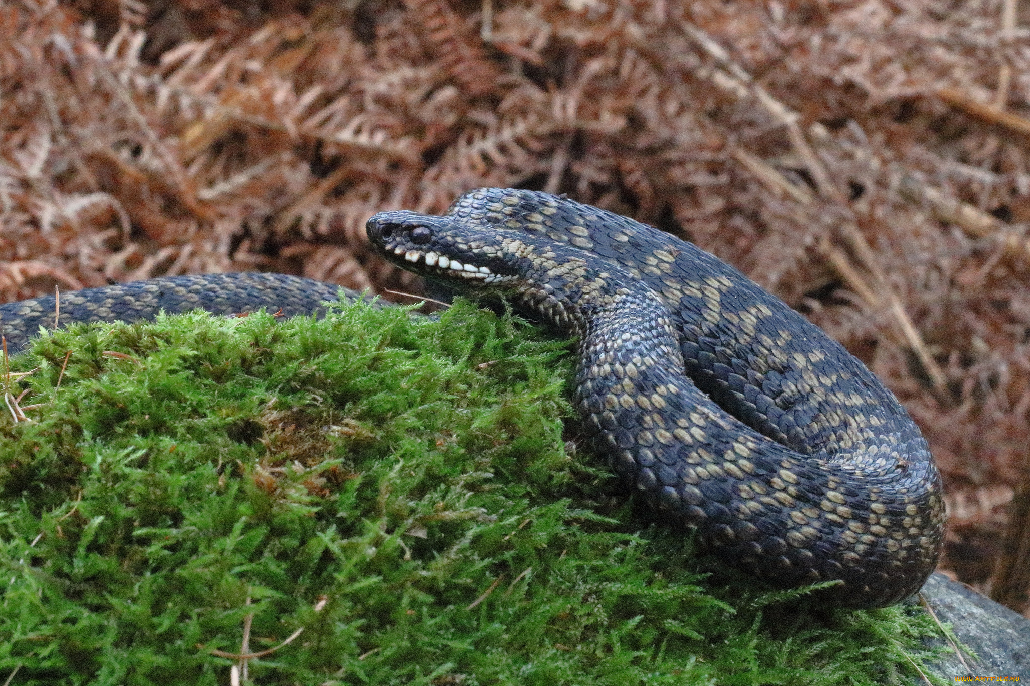 животные, змеи, , питоны, , кобры, фон, опасна, макро, змея, окрас