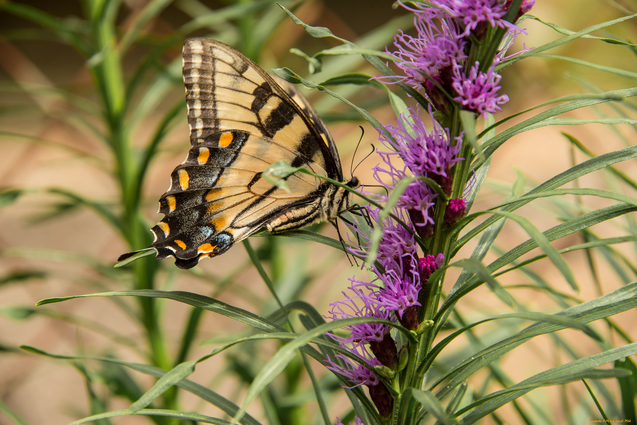 животные, бабочки, , мотыльки, , моли, бабочка