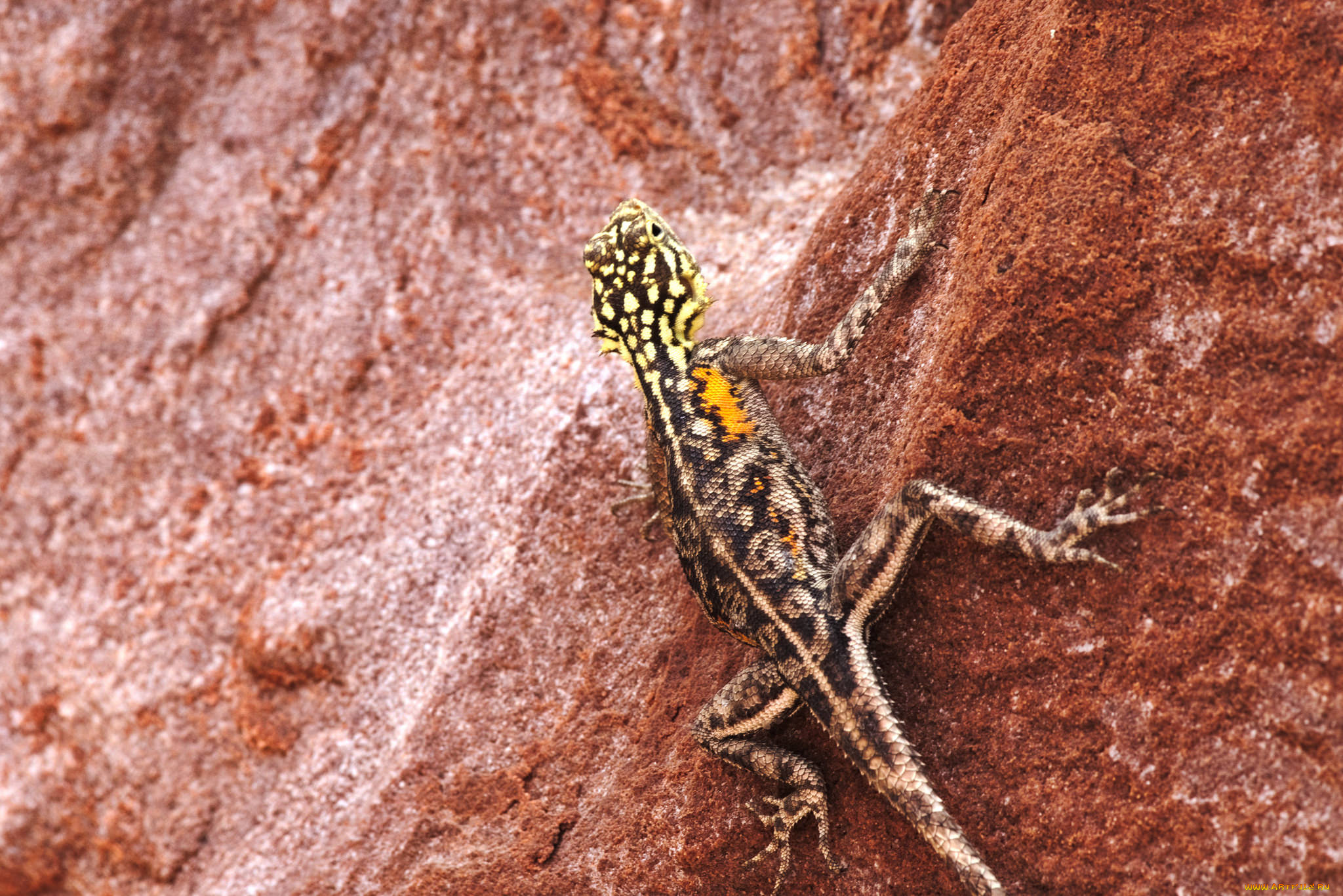 животные, Ящерицы, , игуаны, , вараны, камень, окрас, ящерица