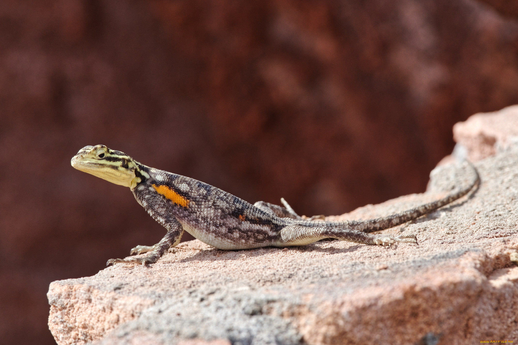 животные, Ящерицы, , игуаны, , вараны, ящерица, камень, окрас