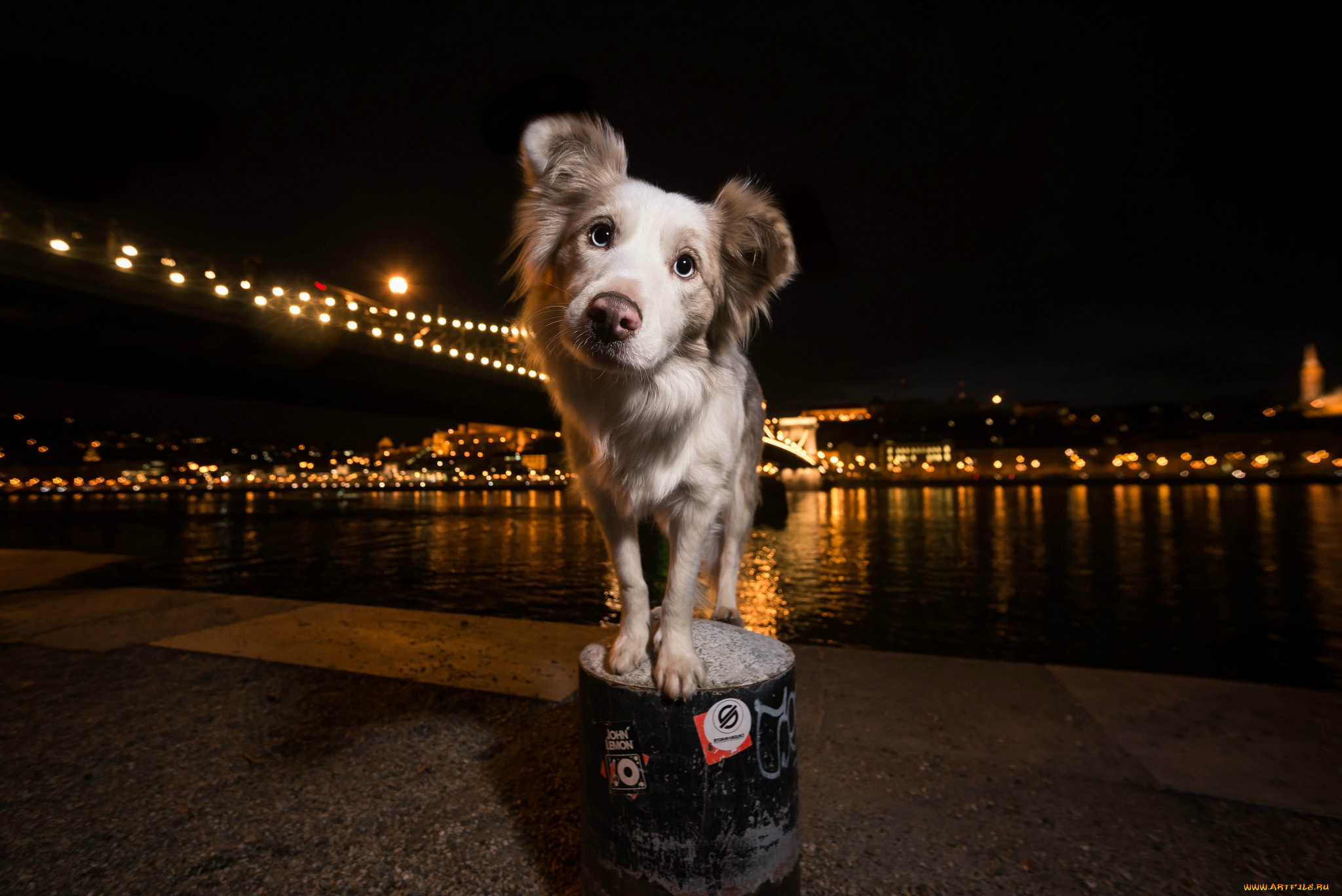 животные, собаки, пес