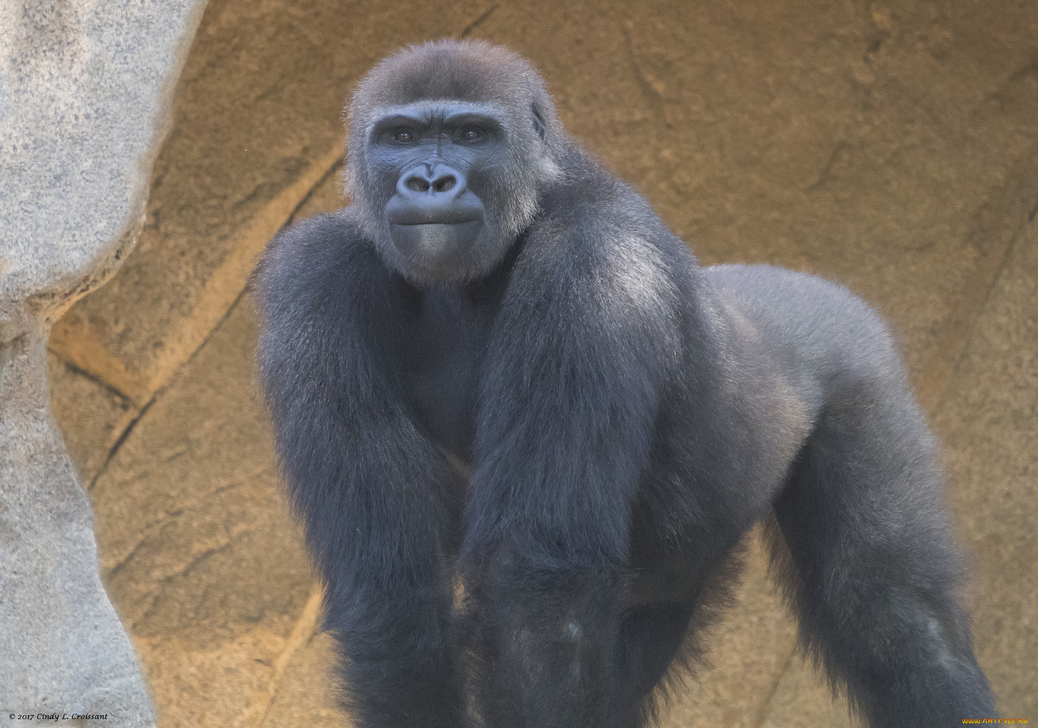 животные, обезьяны, животное, камень, природа, большой, обезьяна