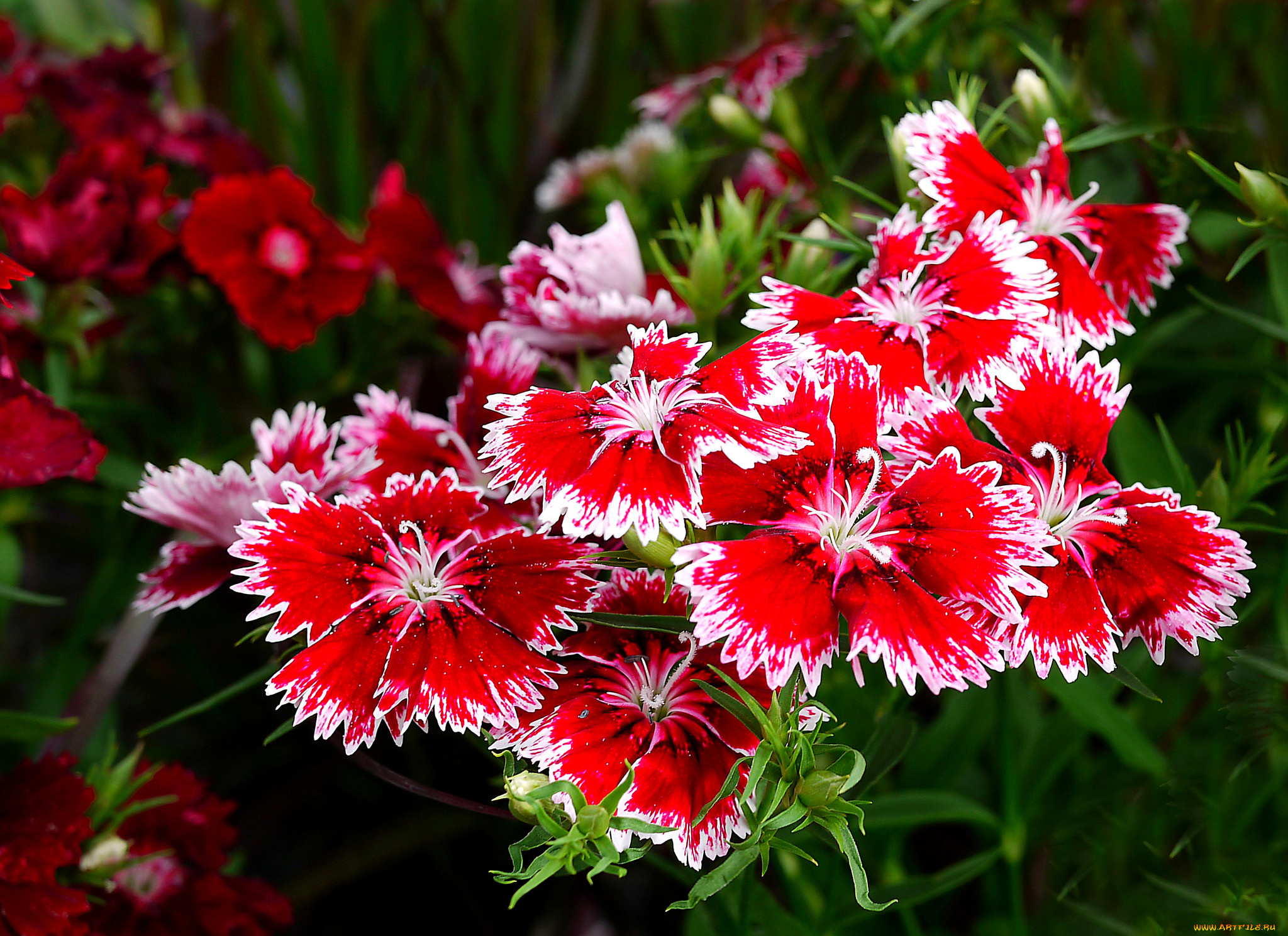 цветы, гвоздики, цветок