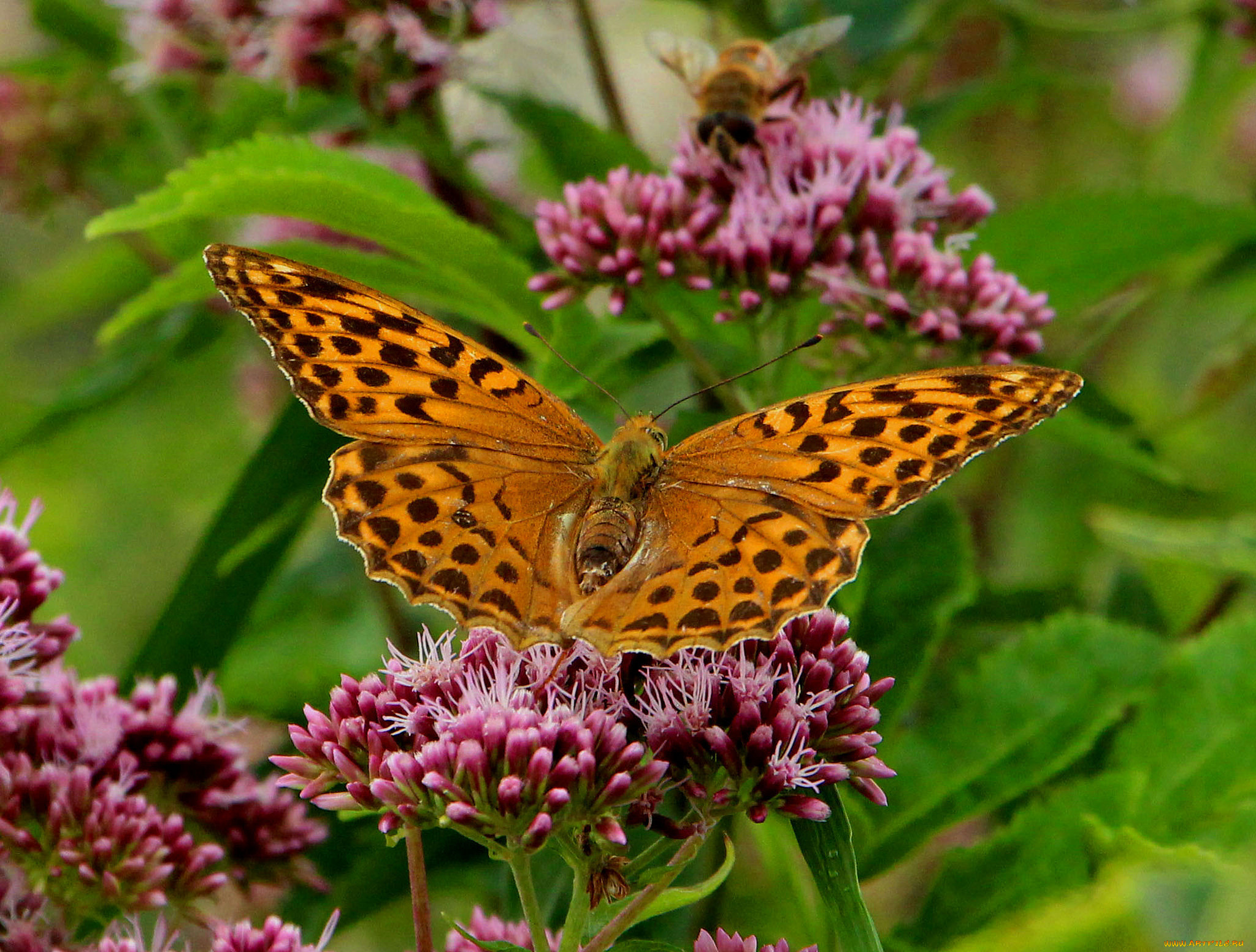животные, бабочки, , мотыльки, , моли, бабочка