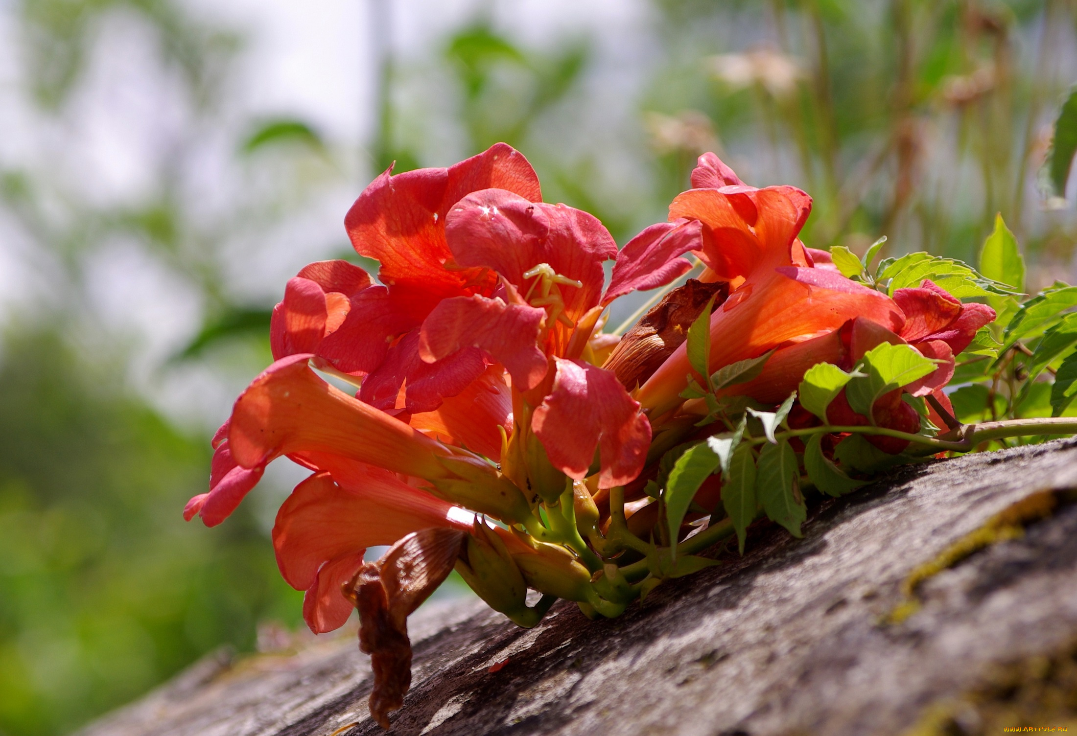 цветы, кампсис, , текома, лето, камень