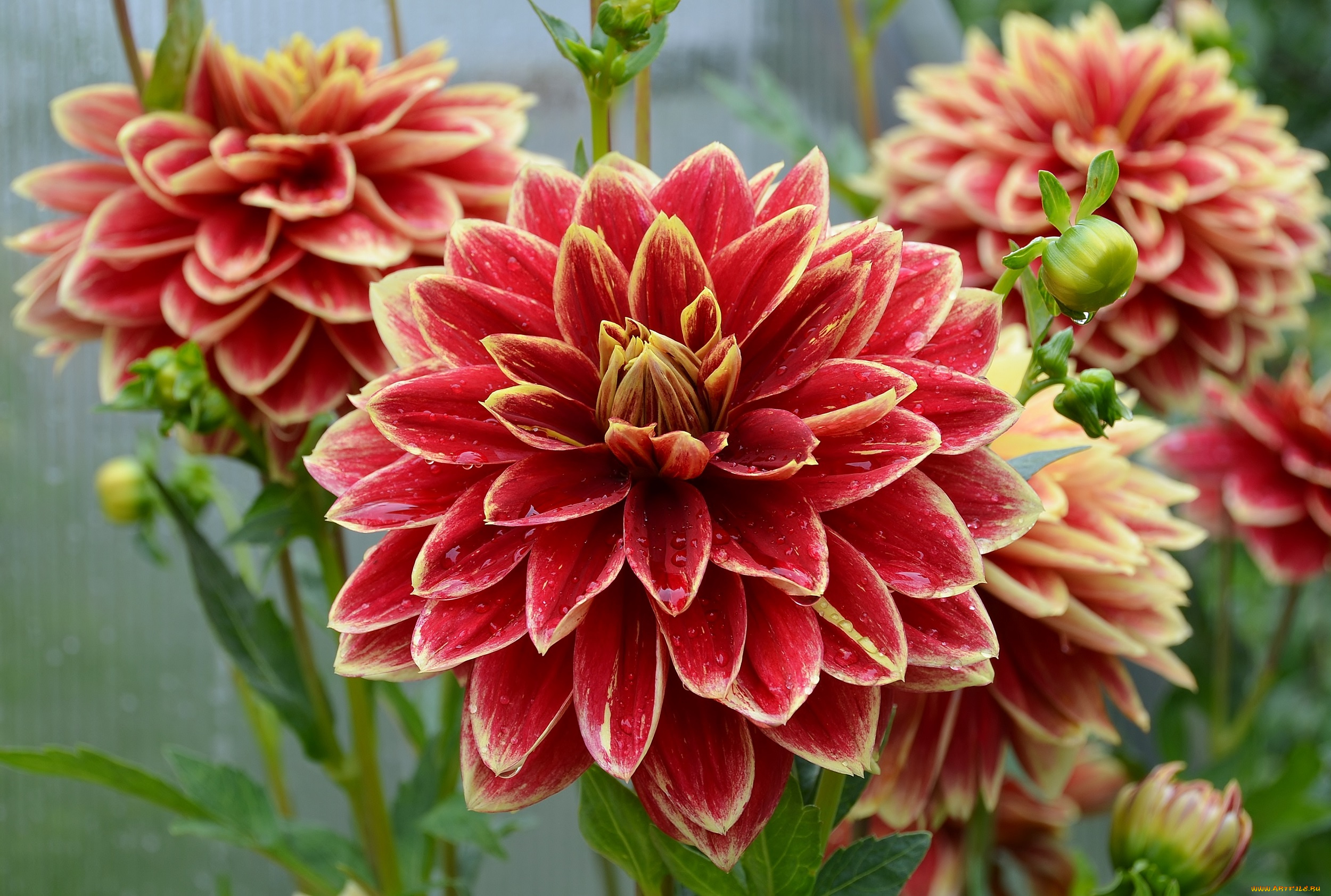 цветы, георгины, лето, дача, сад