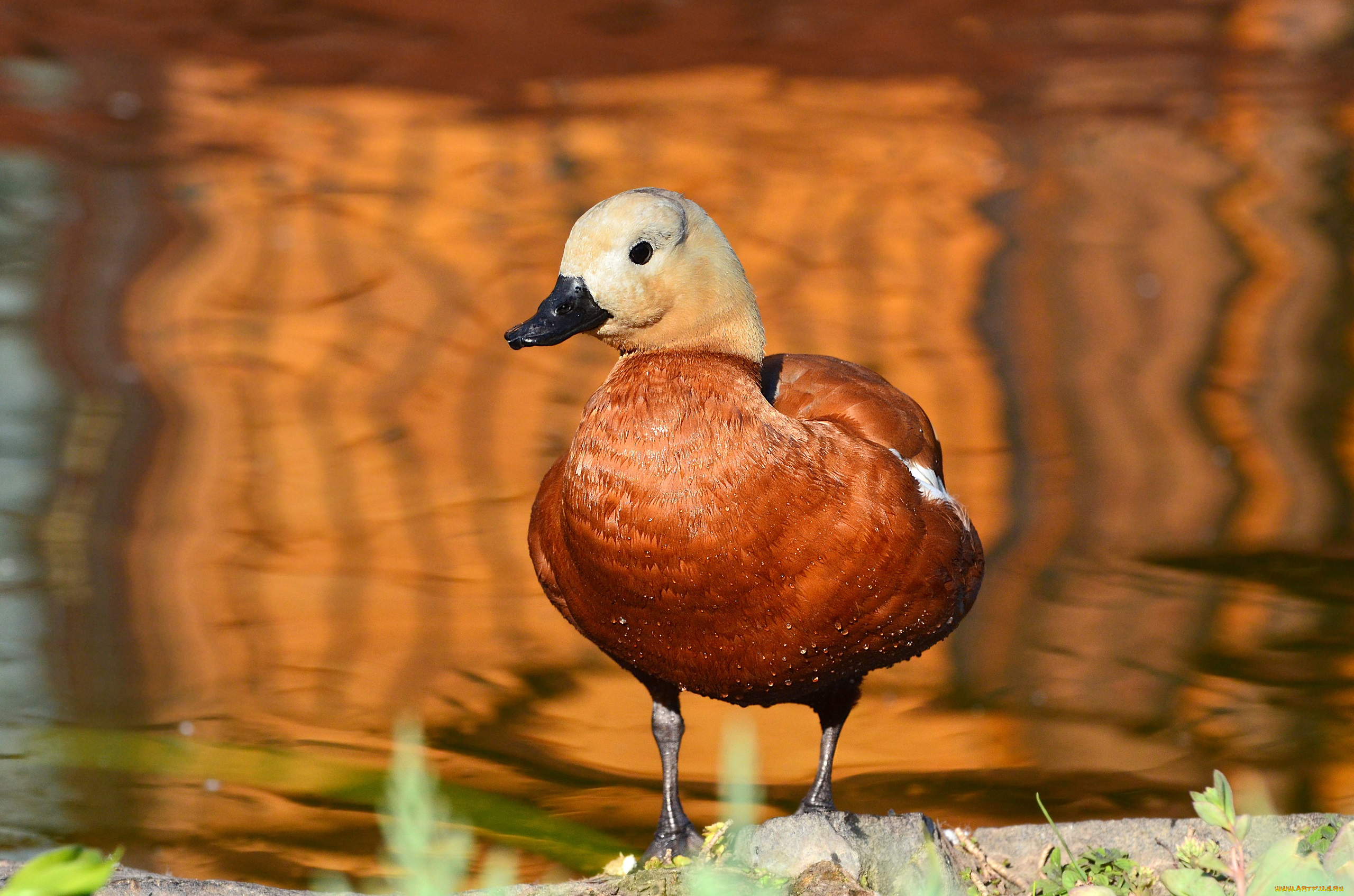 животные, утки, птицы, природа, огарь