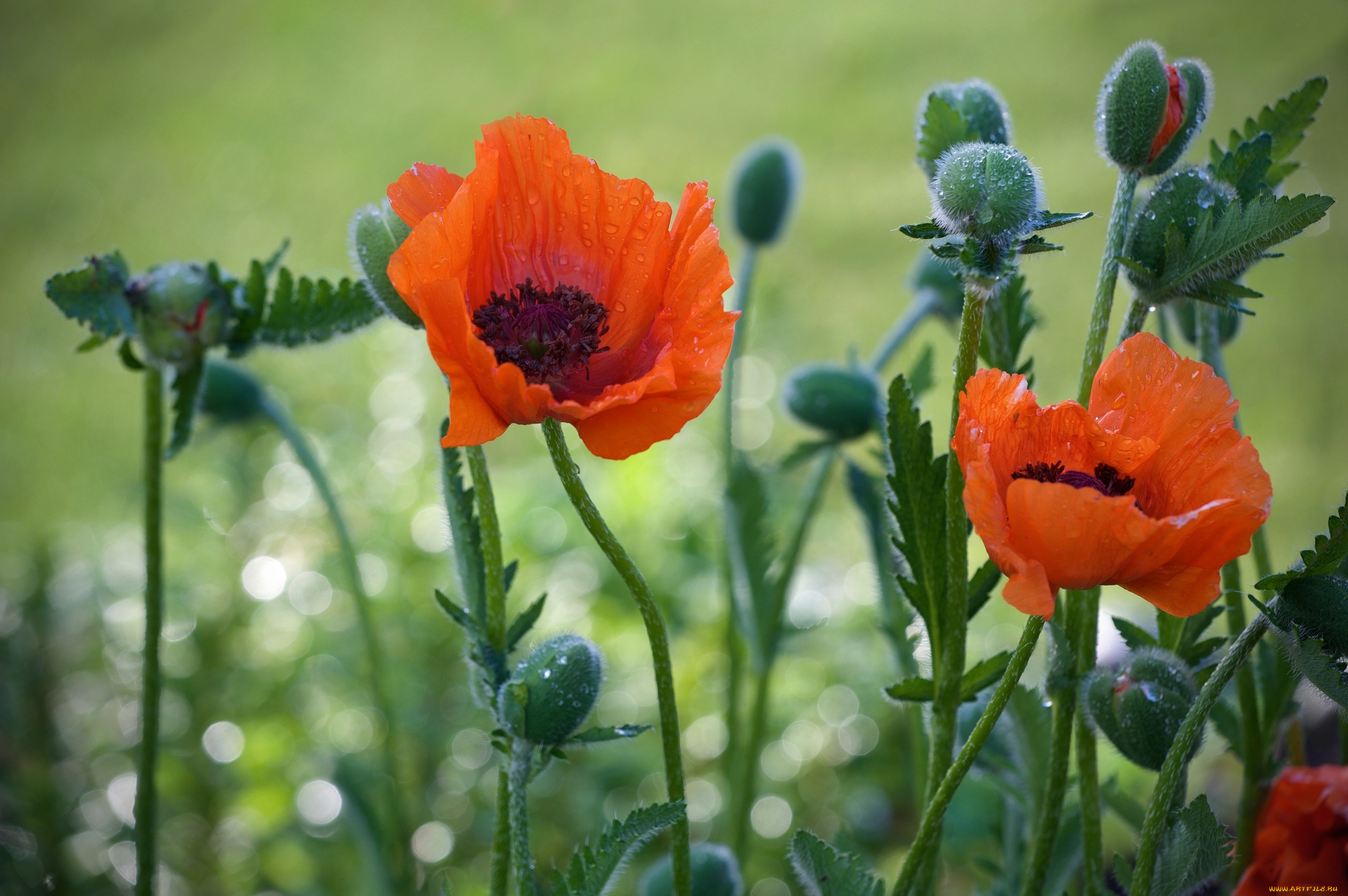 цветы, маки, природа, мак, капли
