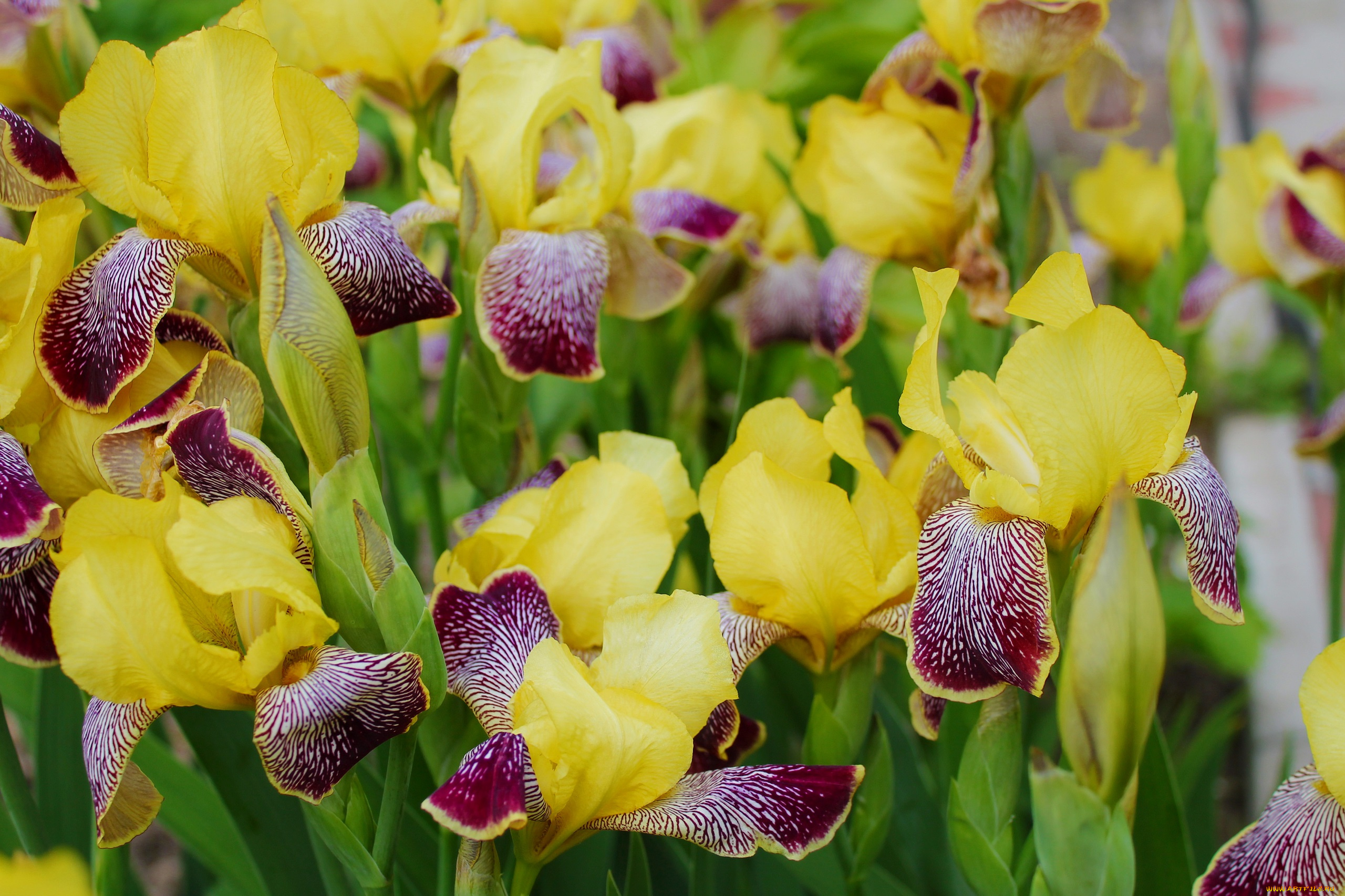 цветы, ирисы, цветение, листья, лепестки, ирис