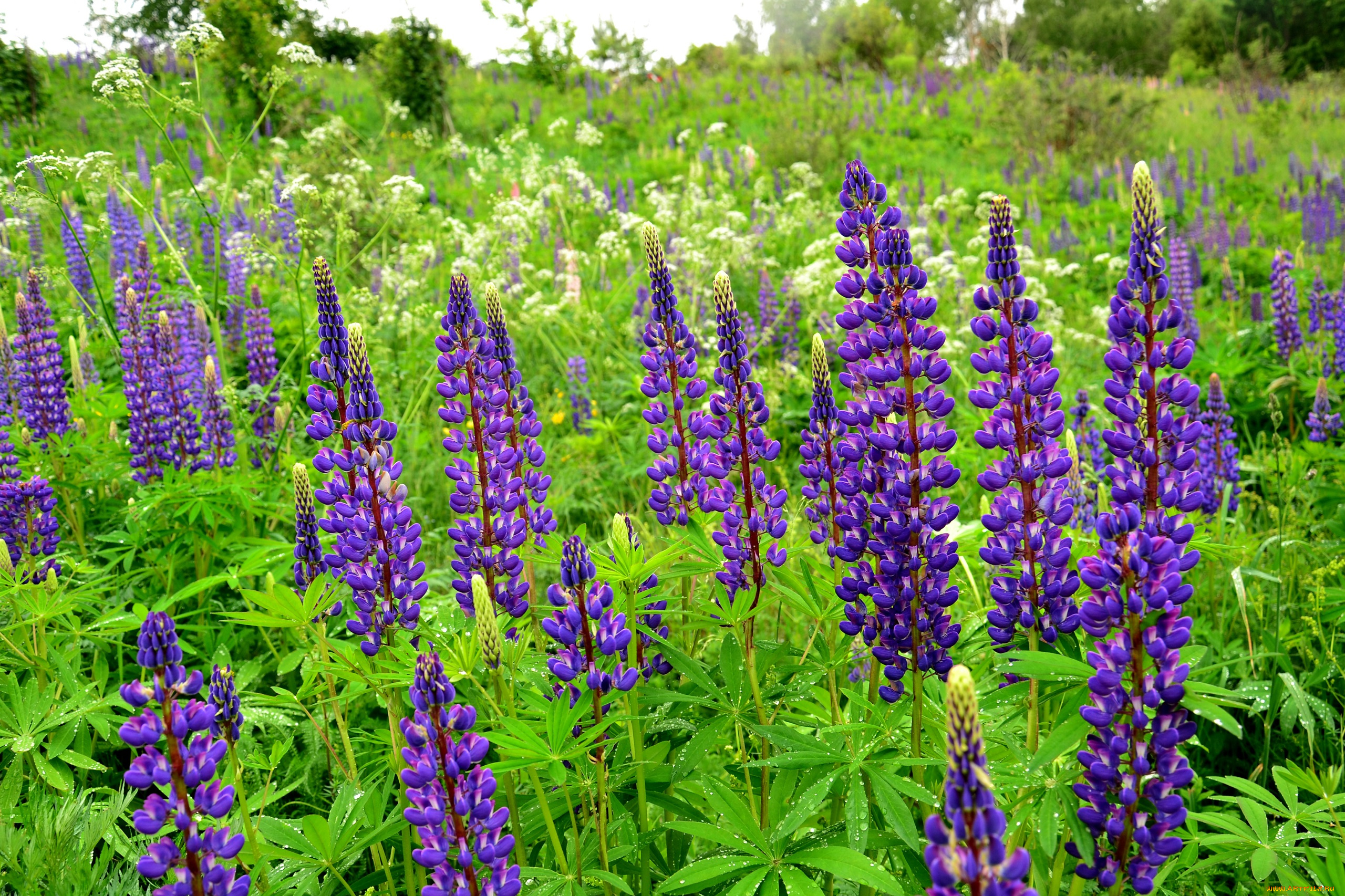 цветы, люпин, фиолетовый, цветение, цветки, природа, поле