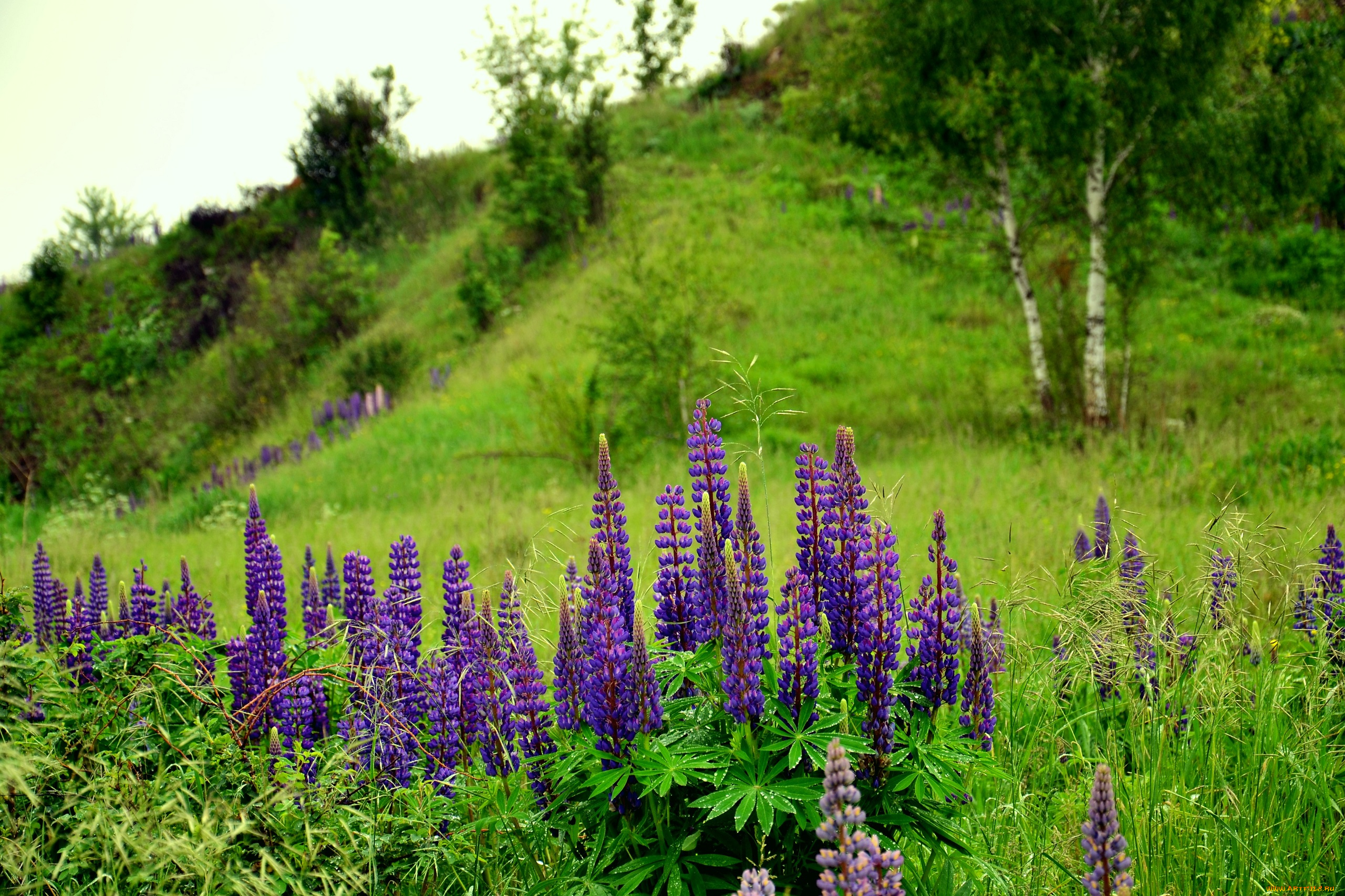 цветы, люпин, пейзаж, полевые