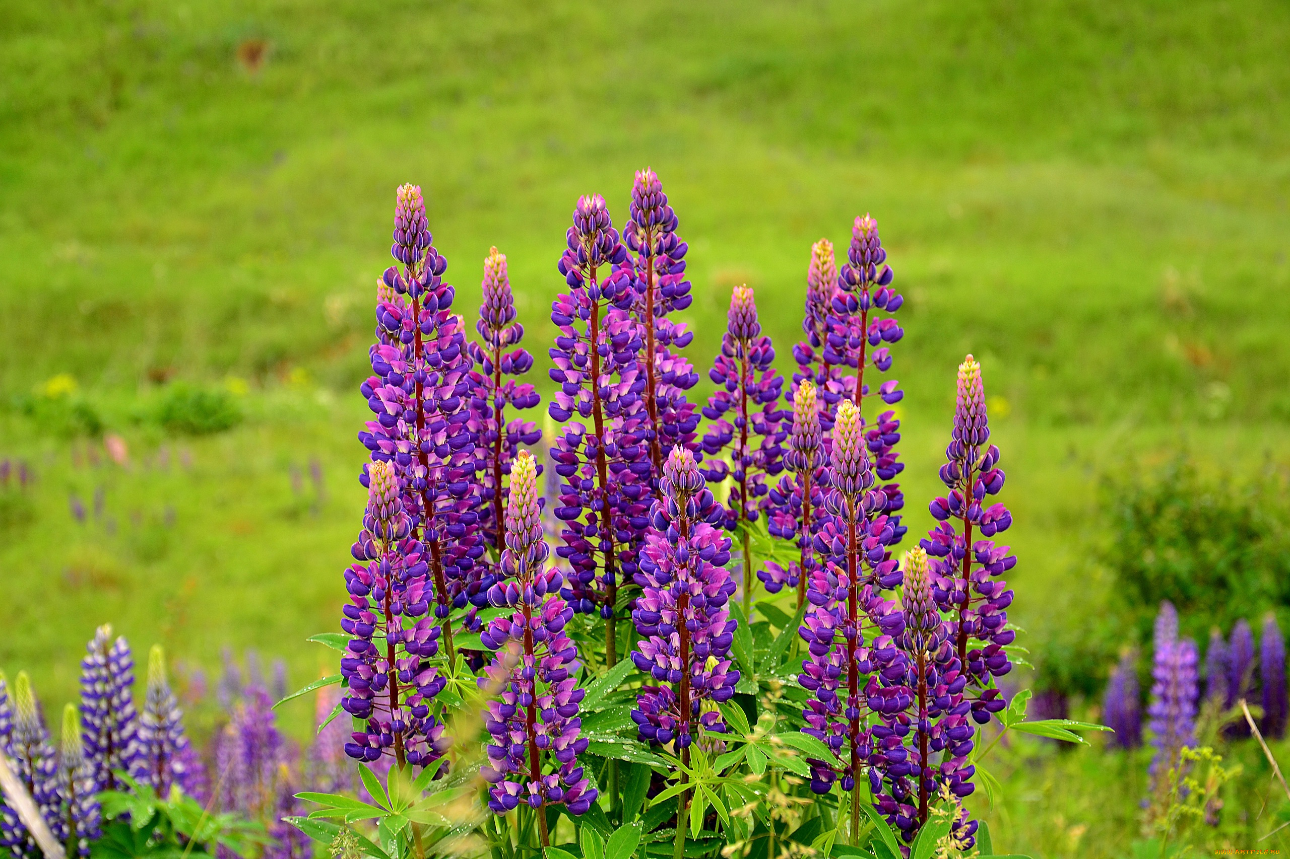 цветы, люпин, природа, поле, фиолетовый, цветки, цветение