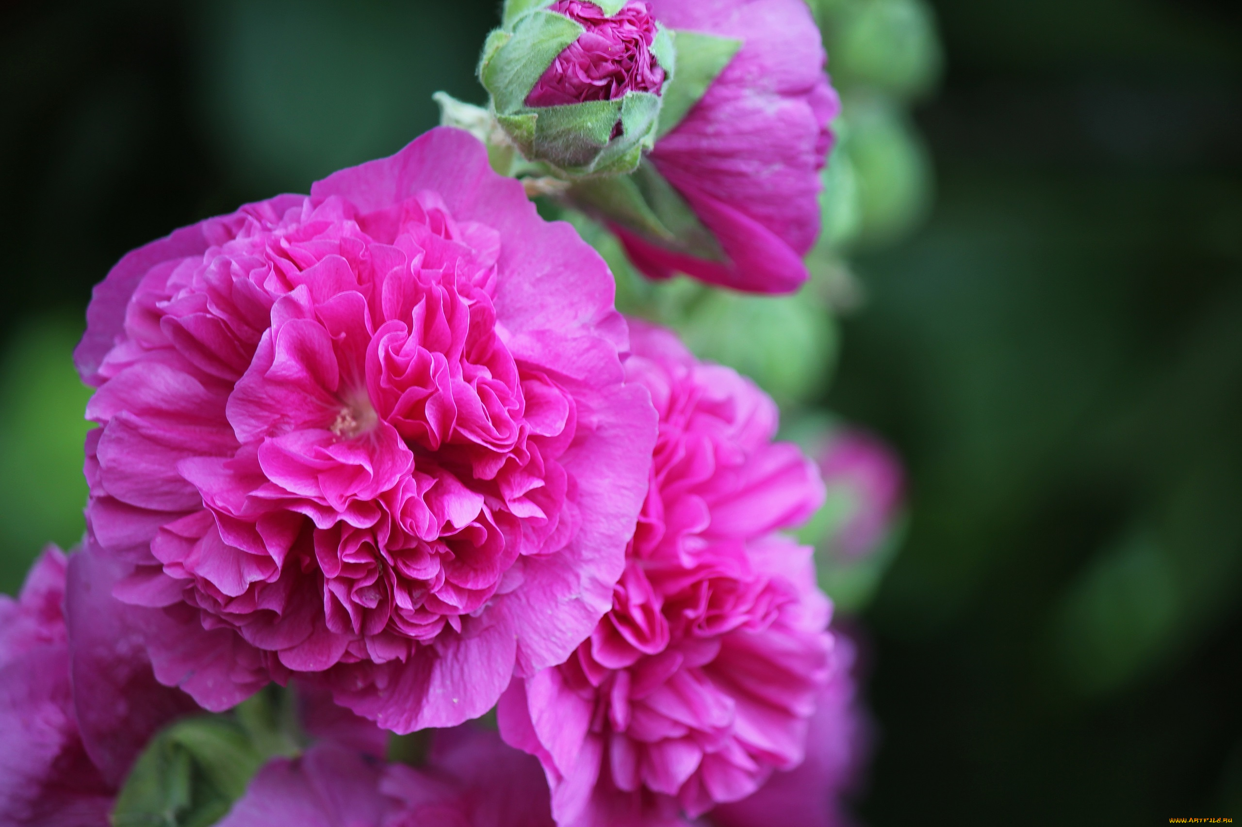 цветы, мальвы, мальва, цвет, цветение