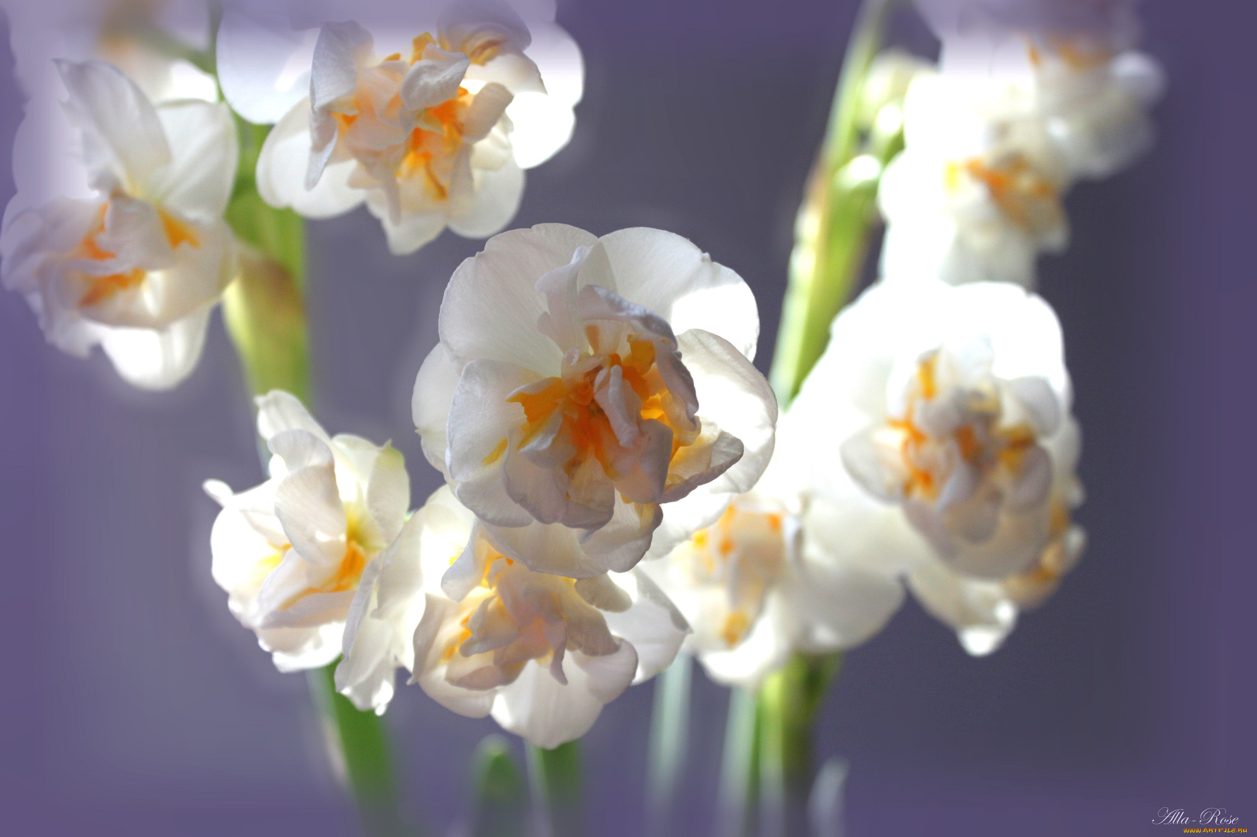 цветы, нарциссы, лепестки, нарцисс, цветение, желтый