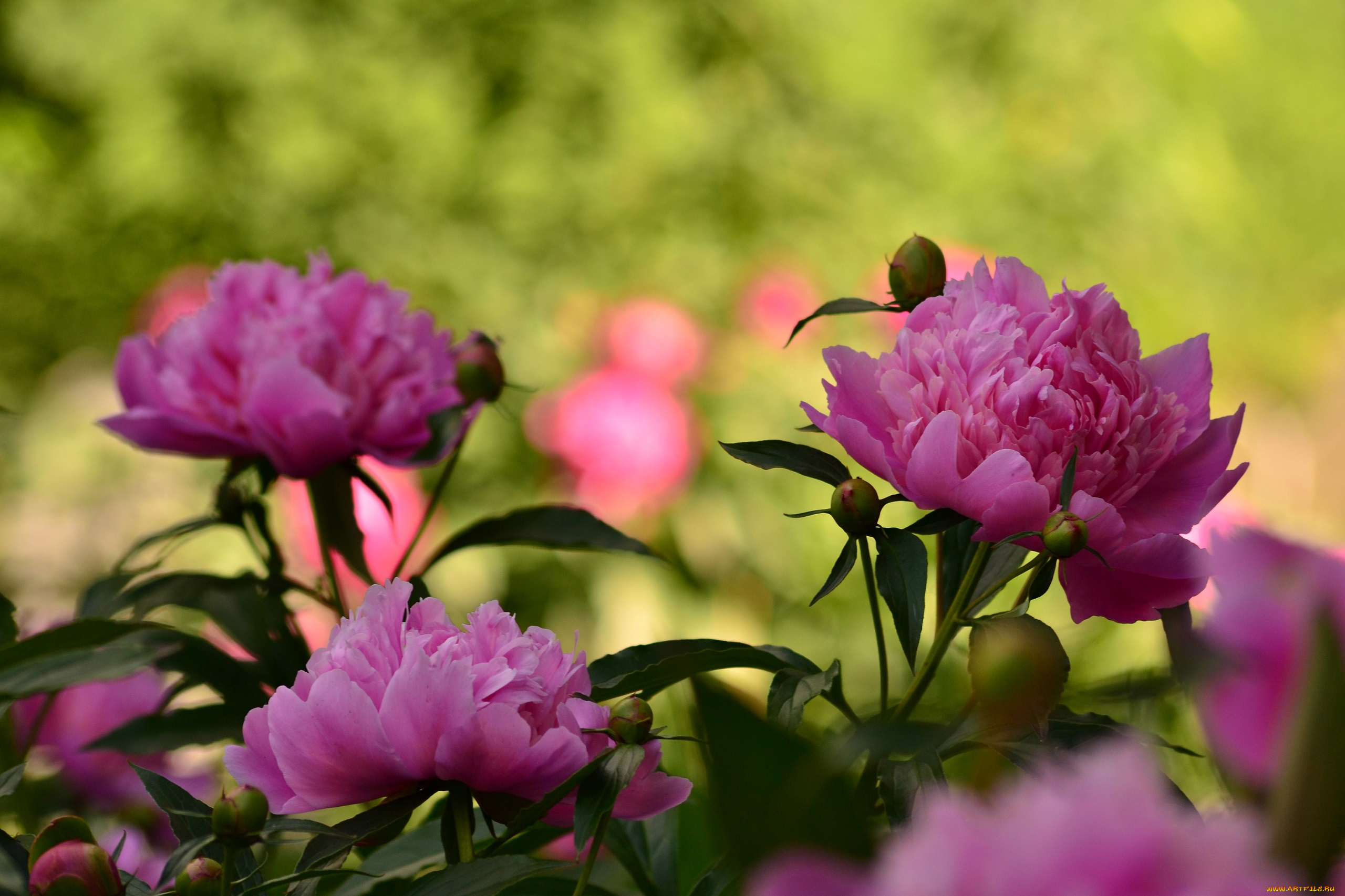 цветы, пионы, пион, листья, бутон, лепестки, цветение