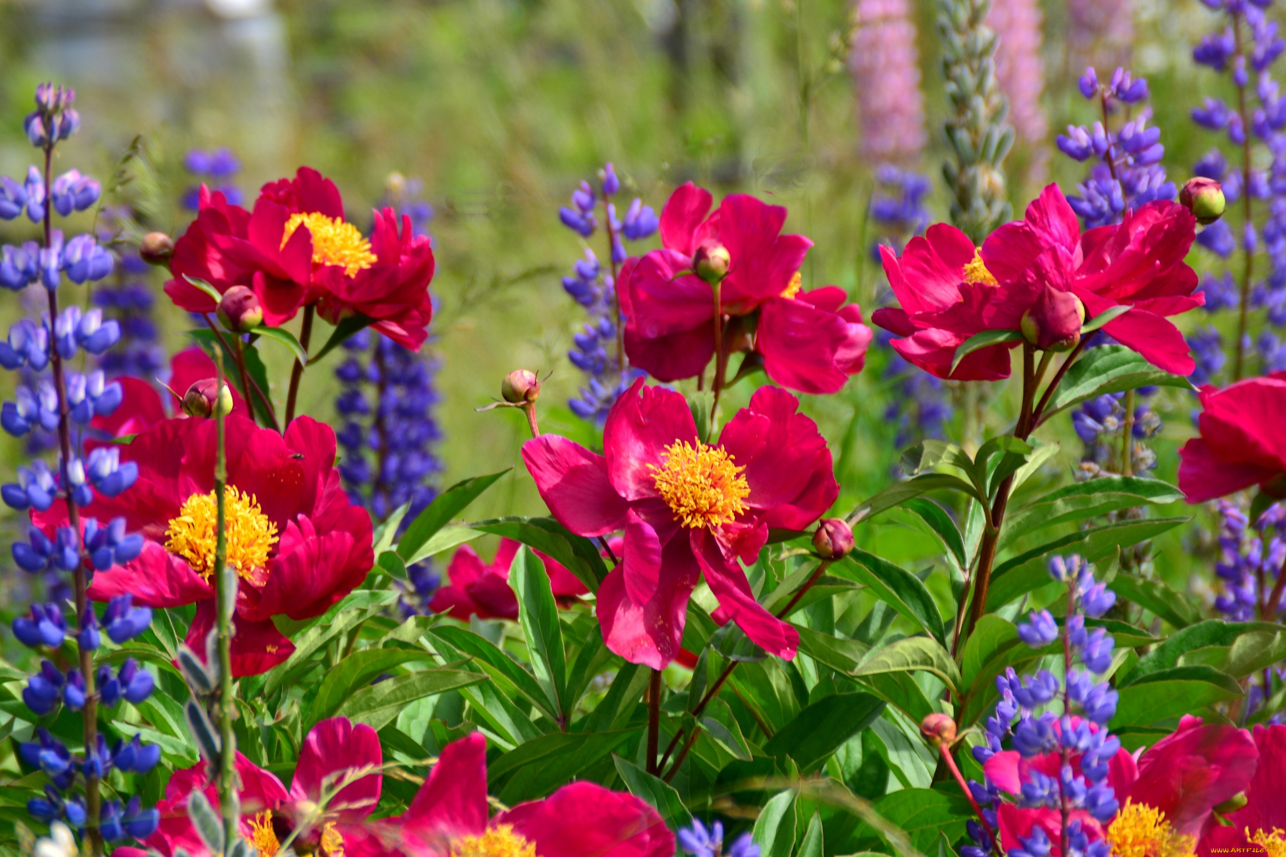 цветы, разные, вместе, пионы, люпины
