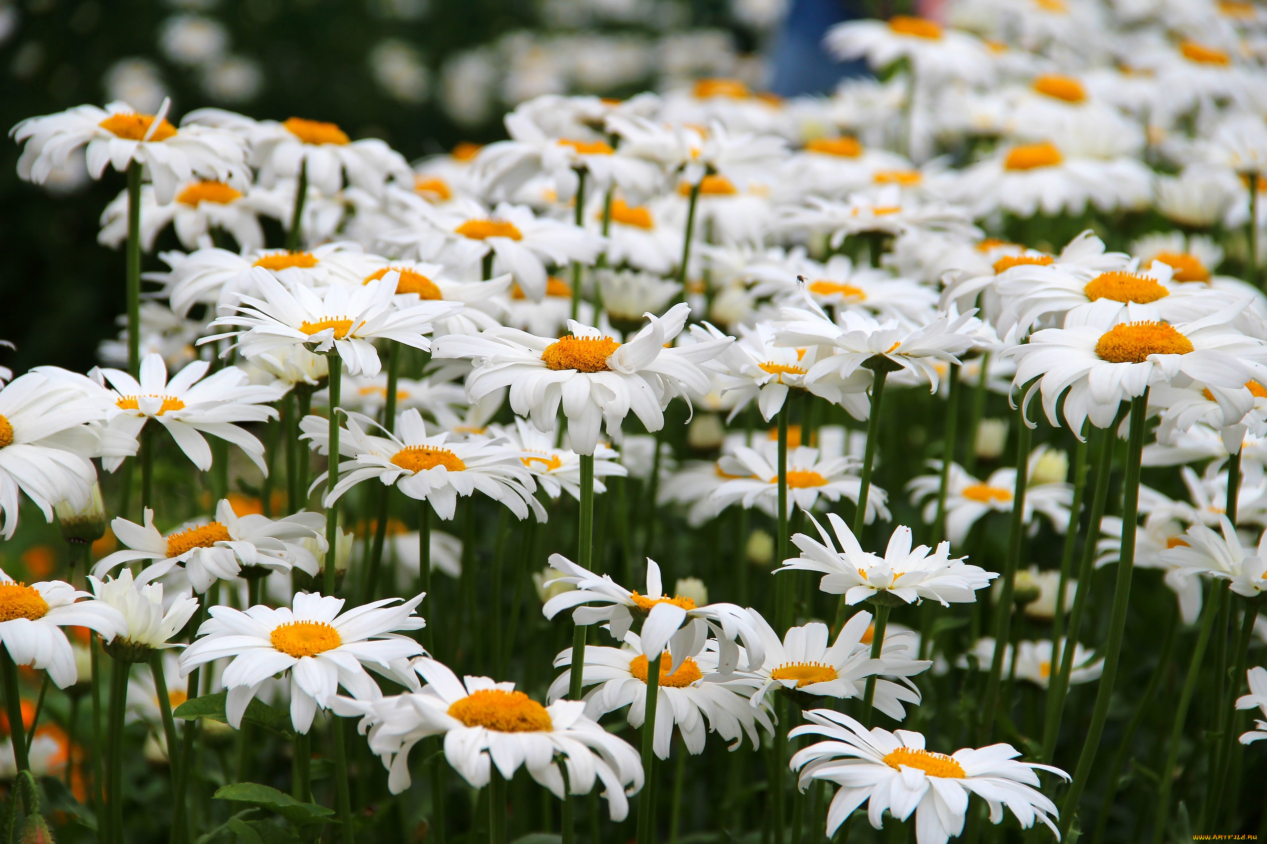 цветы, ромашки, цветение, лето, природа, красота
