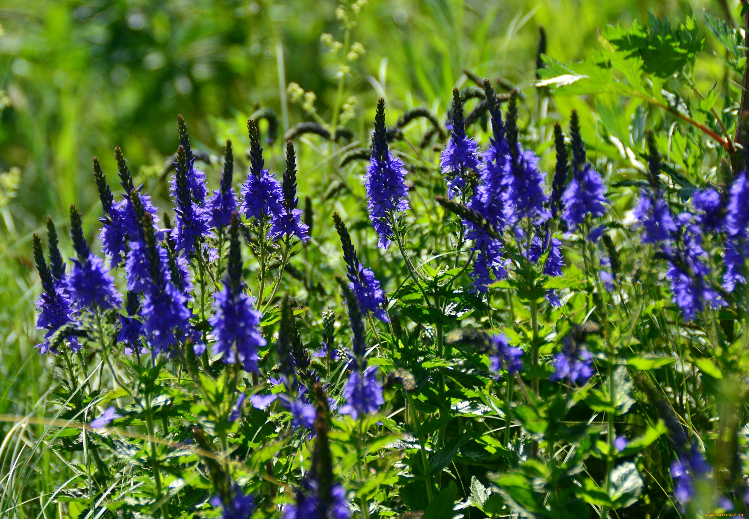 цветы, немофилы, , вероники, синие, вероника