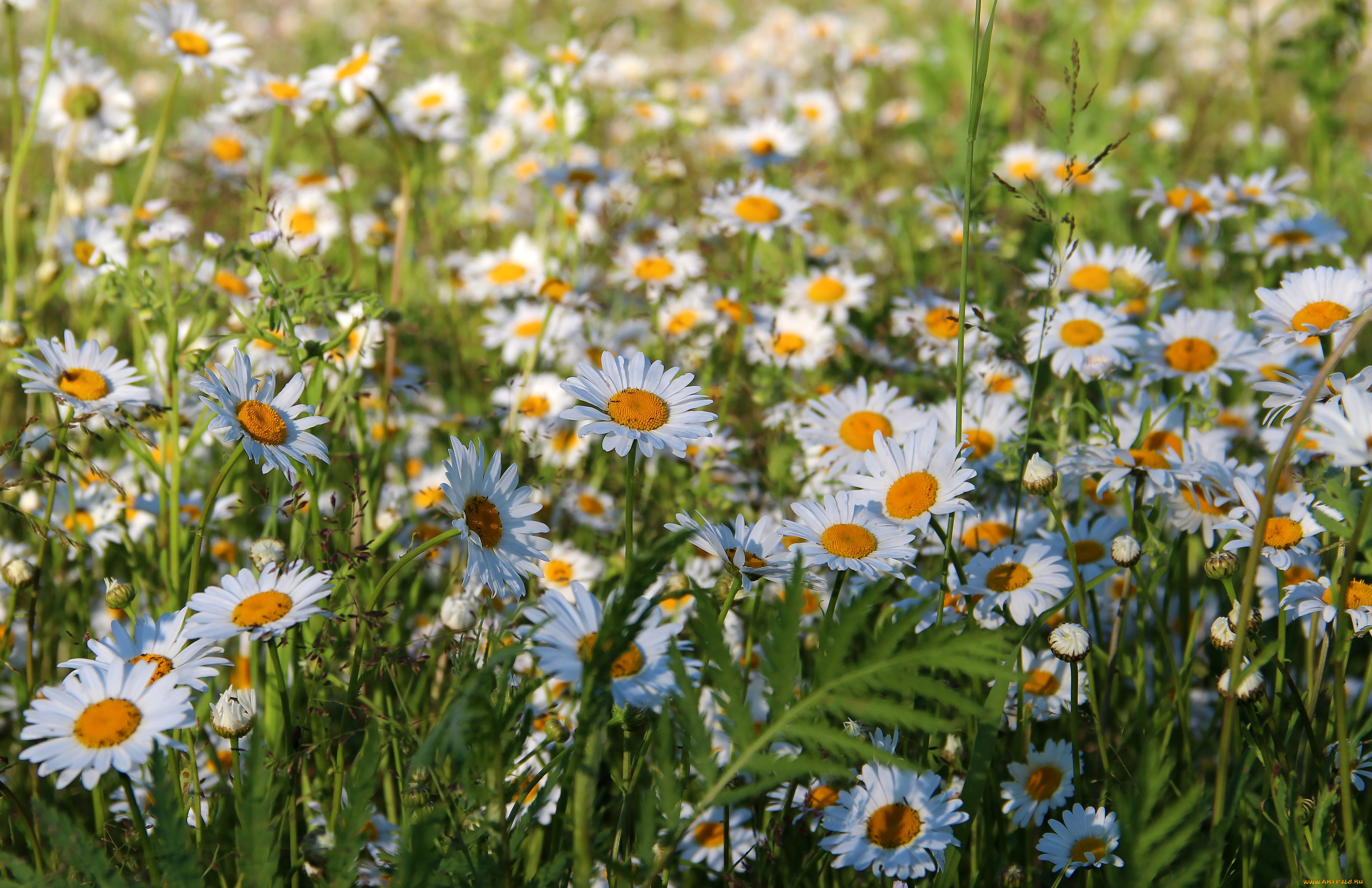 цветы, ромашки, цветение, рязань, россия, рязанщина, ромашковое, поле, природа, лето, красота