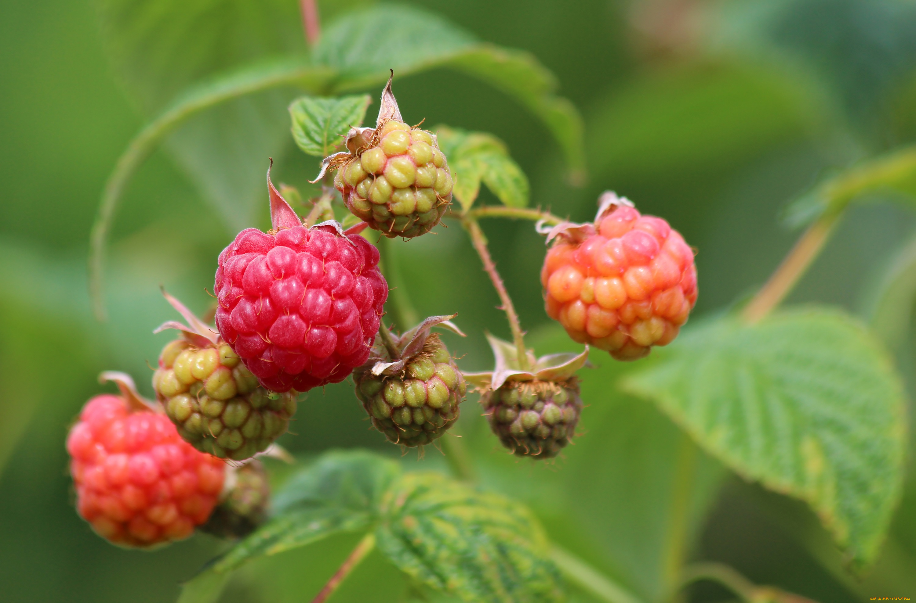 природа, Ягоды, ягоды, малина, лето, красота, дача, вкусно, витамины