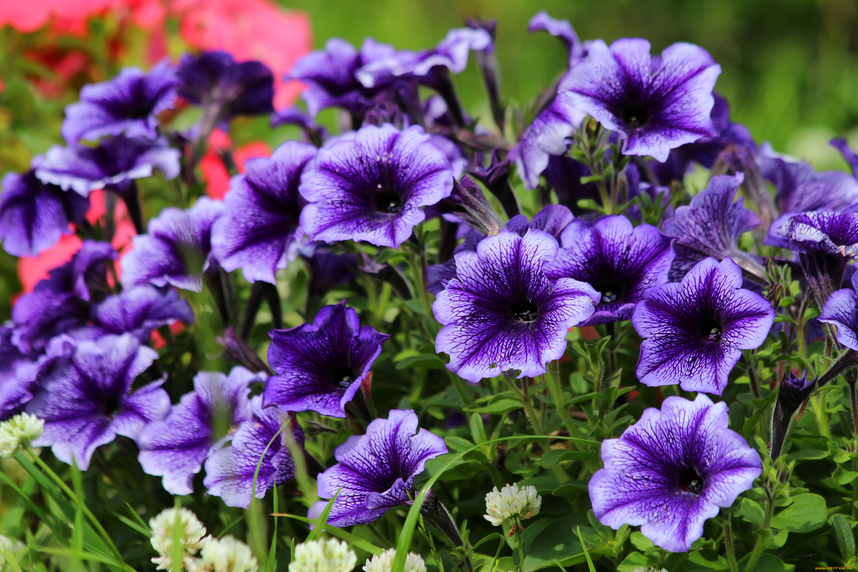 цветы, петунии, , калибрахоа, цветение, природа, петуния, красота, дача, лето