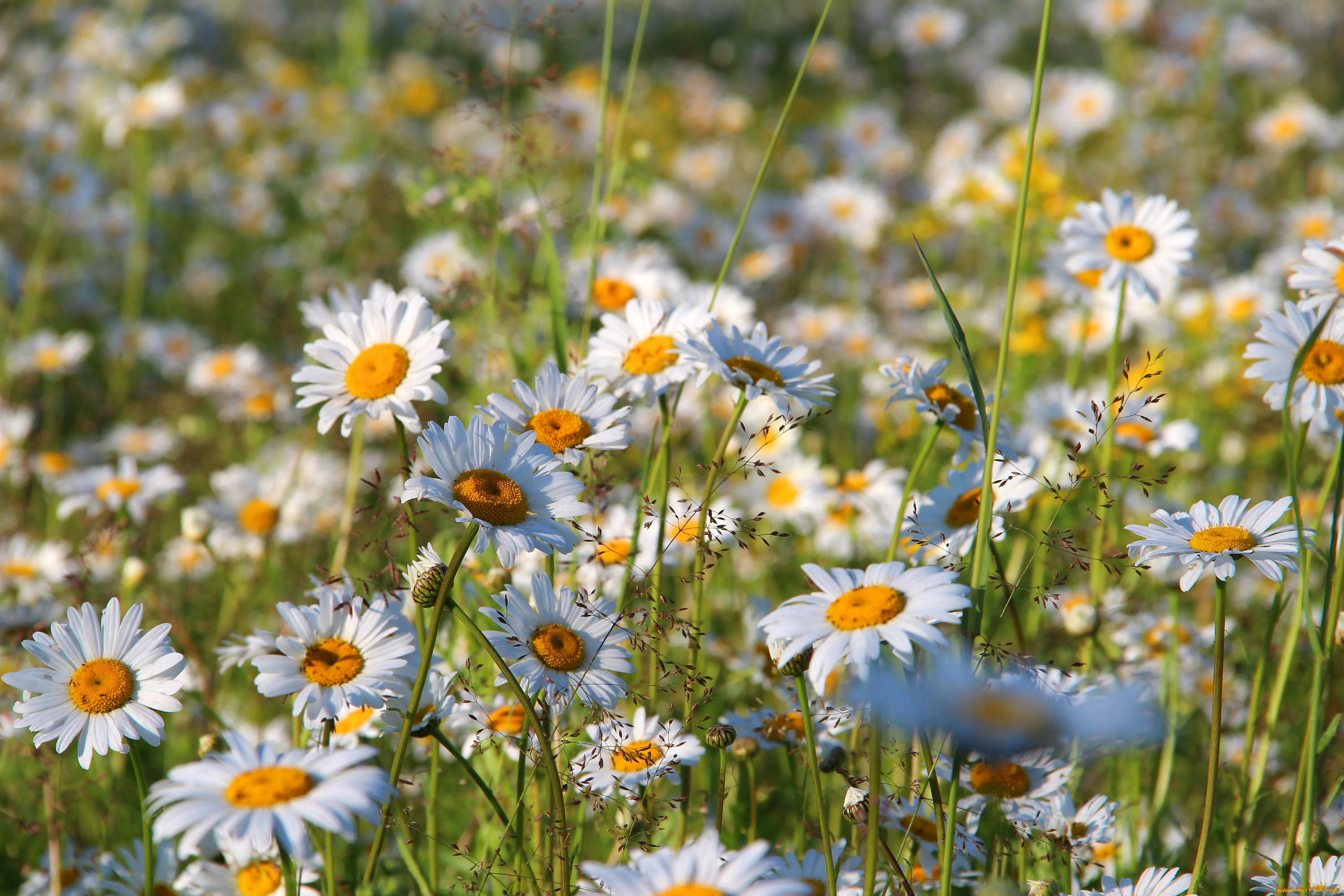 цветы, ромашки, красота, полевые, поле, природа, лето, цветение