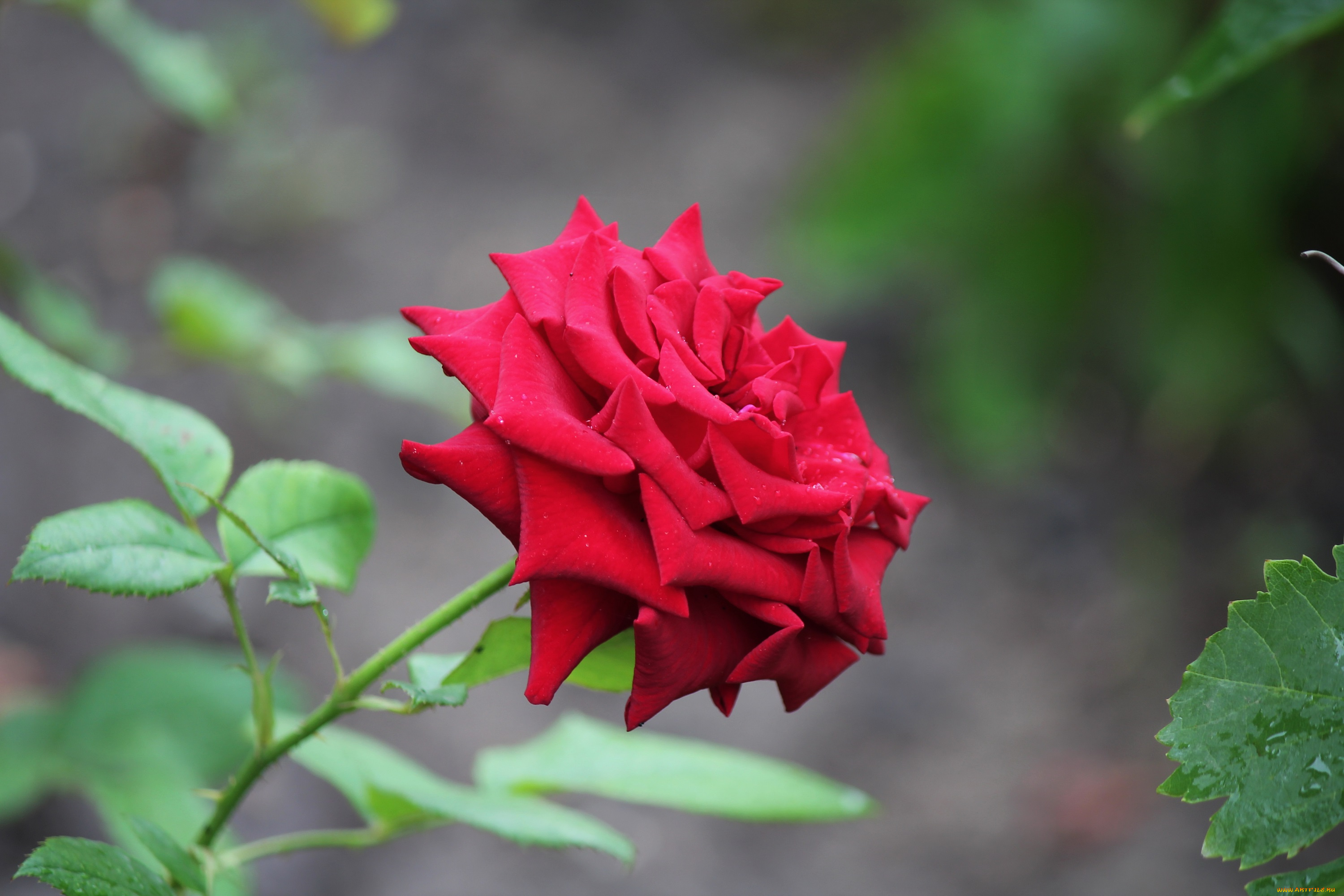 цветы, розы, роза, лето, июль