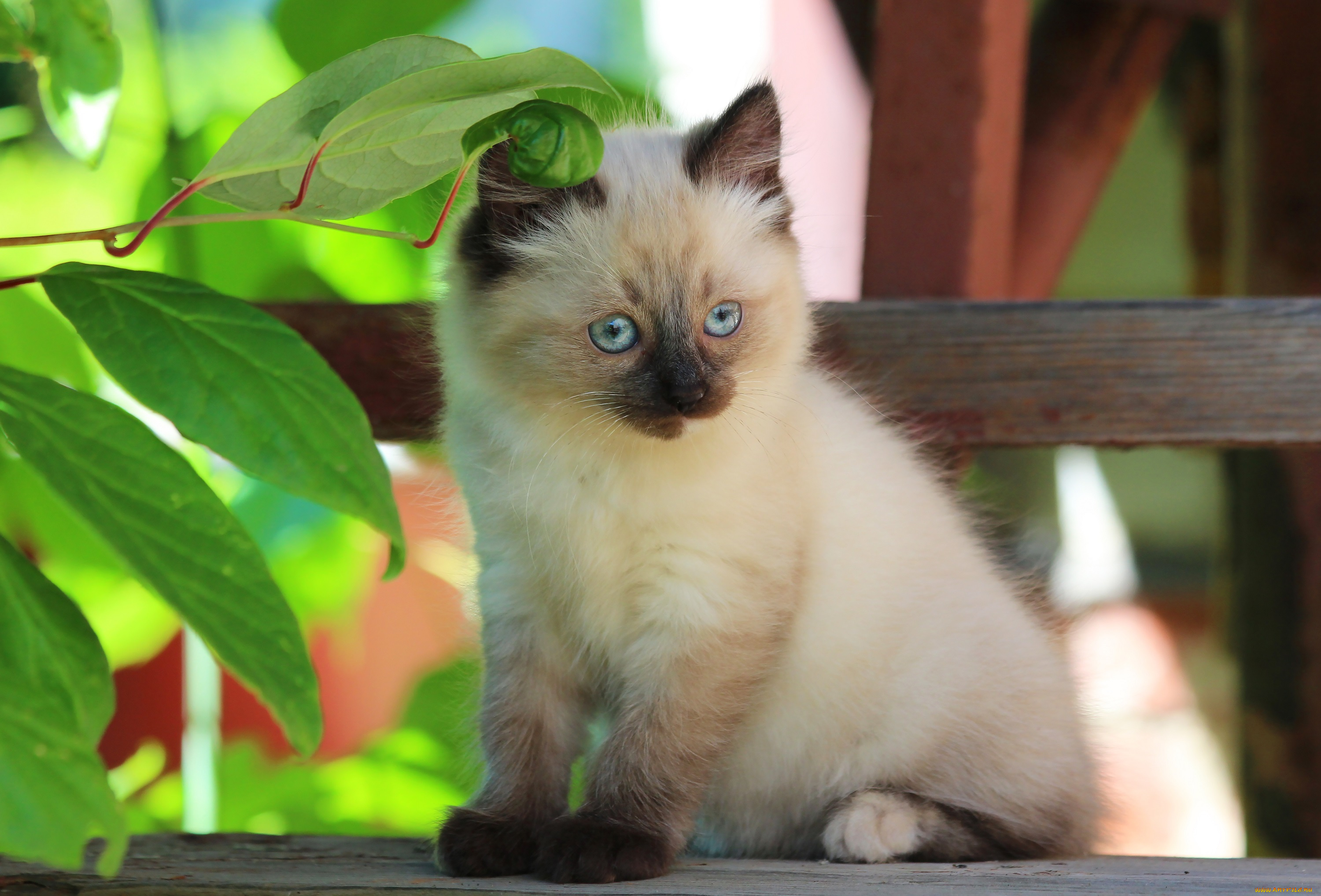 животные, коты, котёнок, природа, лето, кошки