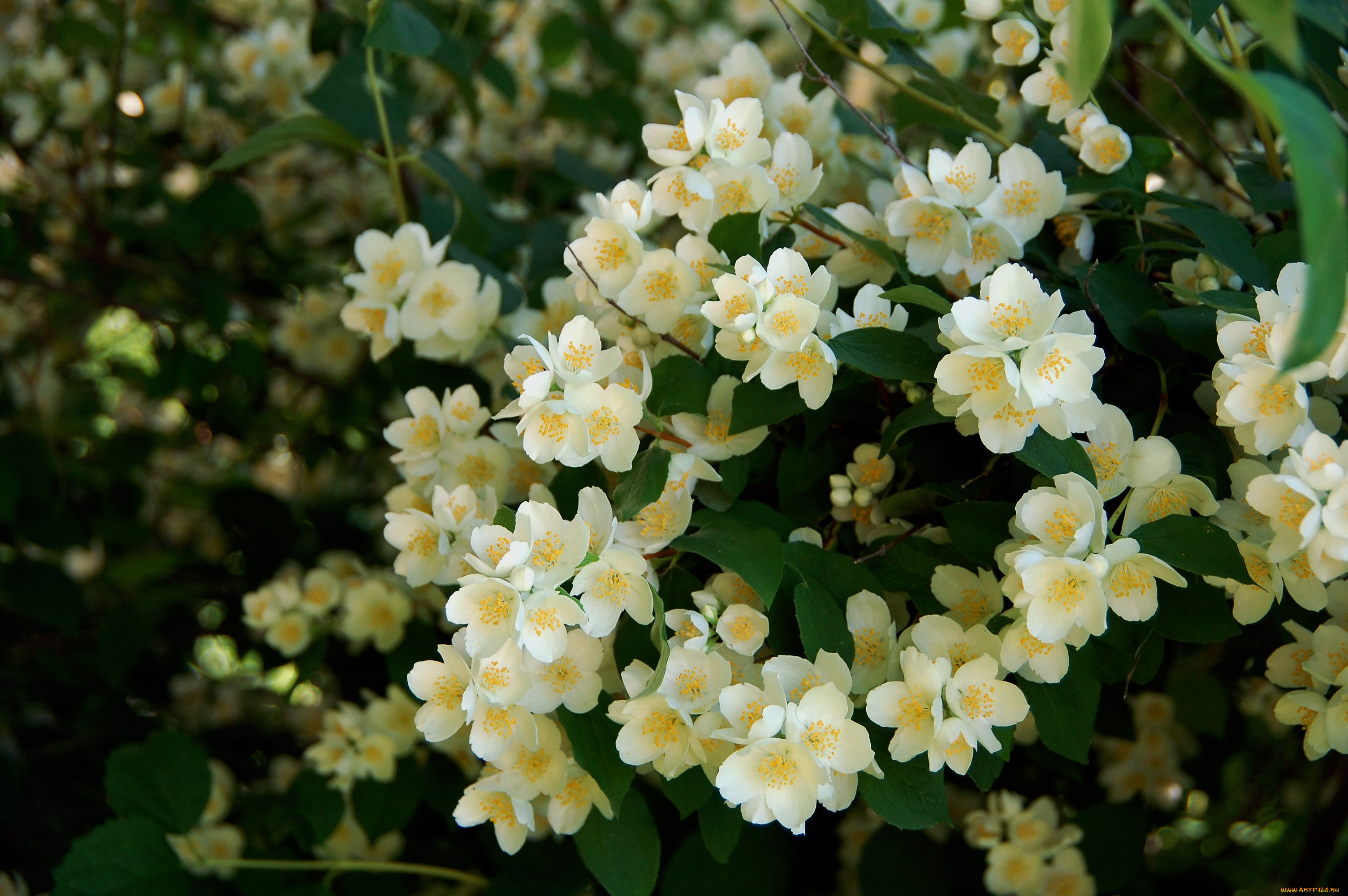 цветы, жасмин, дача, красота, лето