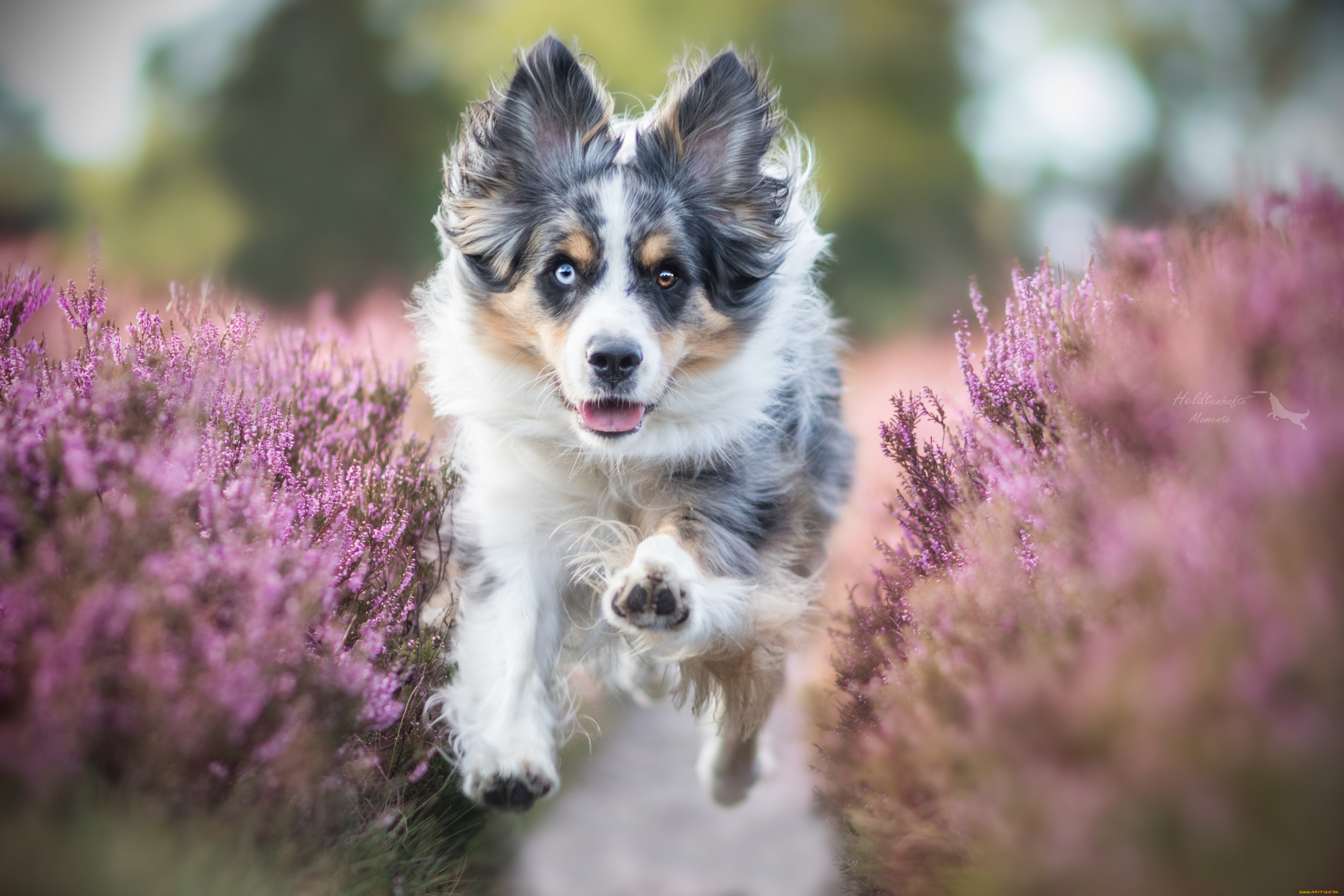 животные, собаки, порода, шерсть, животное, окрас, собака