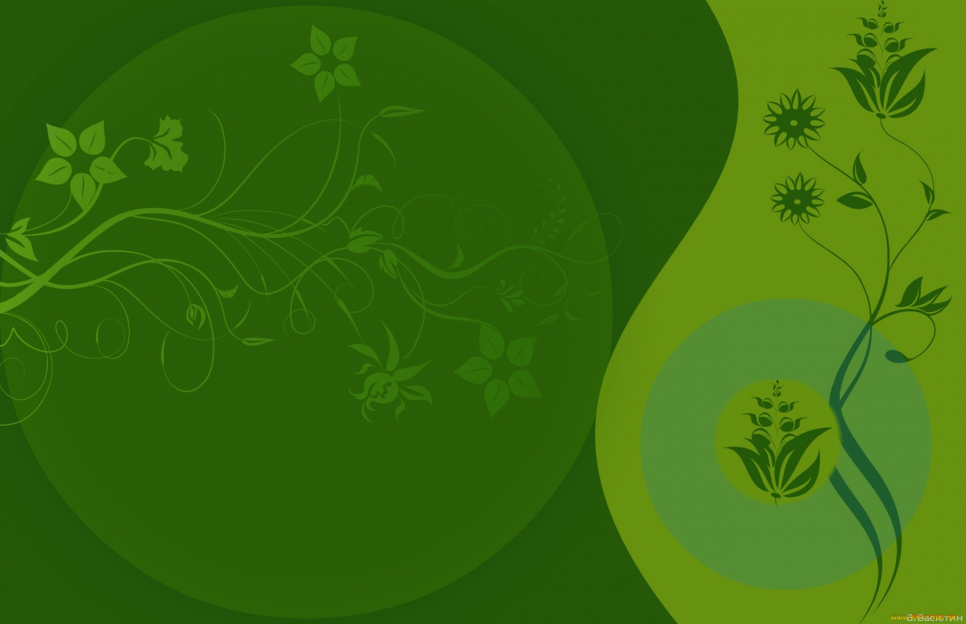 векторная, графика, цветы, , flowers, цвет, фон, узор