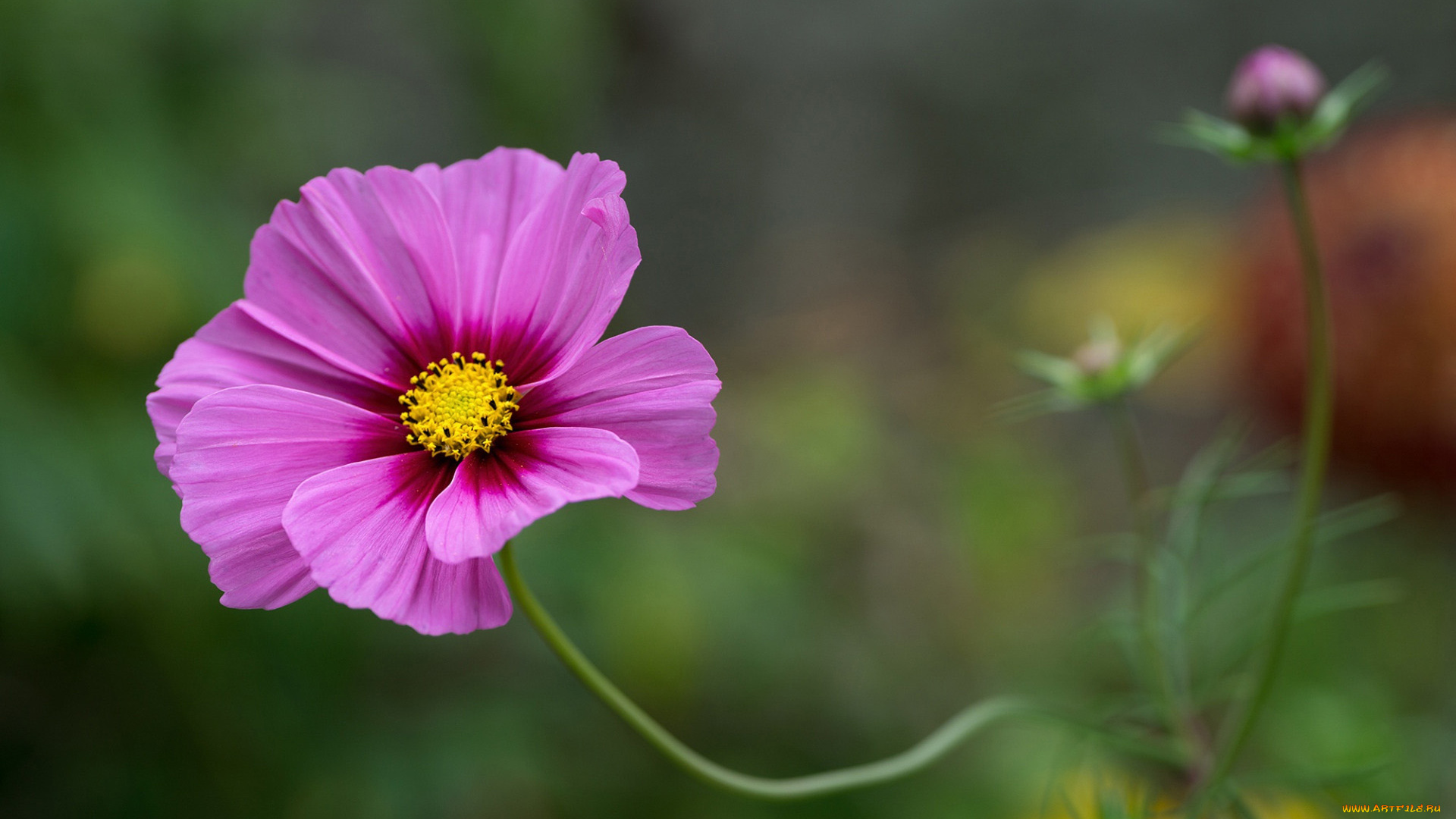 цветы, космея, розовая