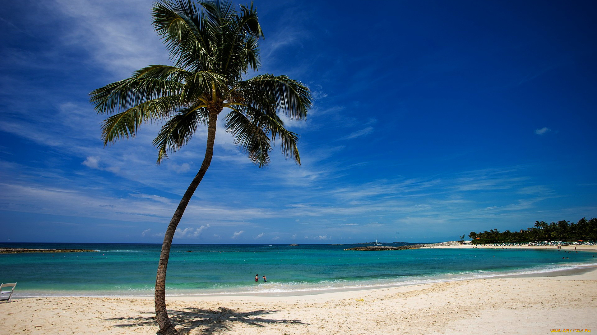 природа, тропики, море, пальма