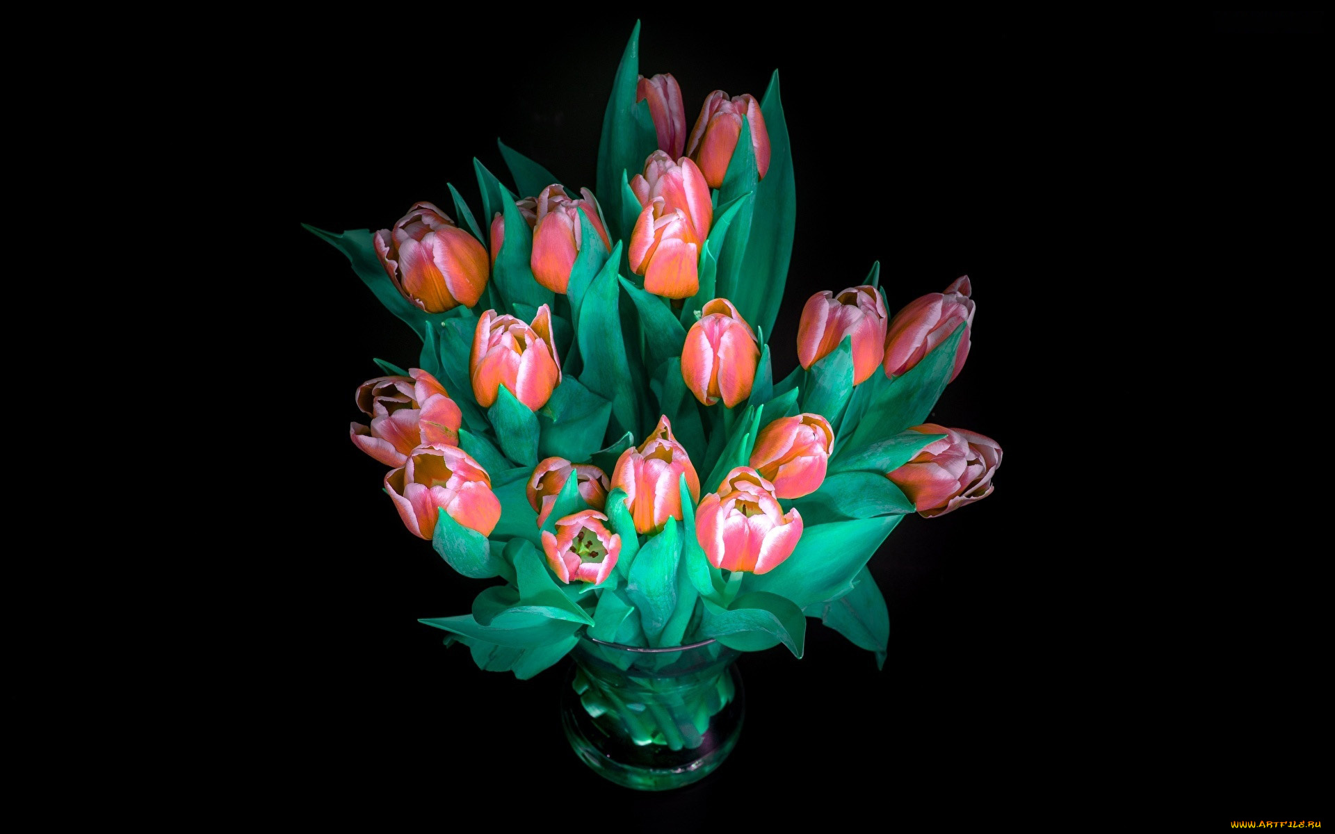 цветы, тюльпаны, букет, бутоны